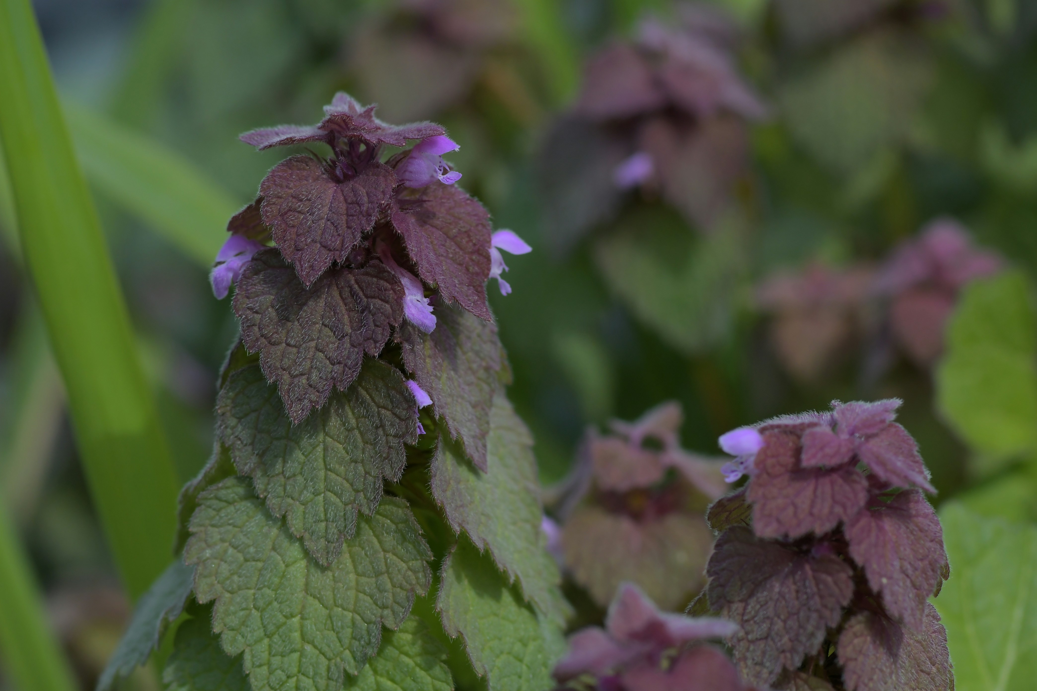 A close up of a plant with purple flowers