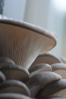 A group of mushrooms sitting on top of a table