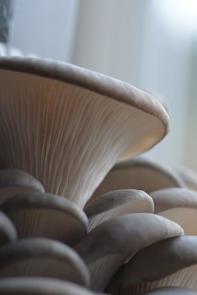 A group of mushrooms sitting on top of a table