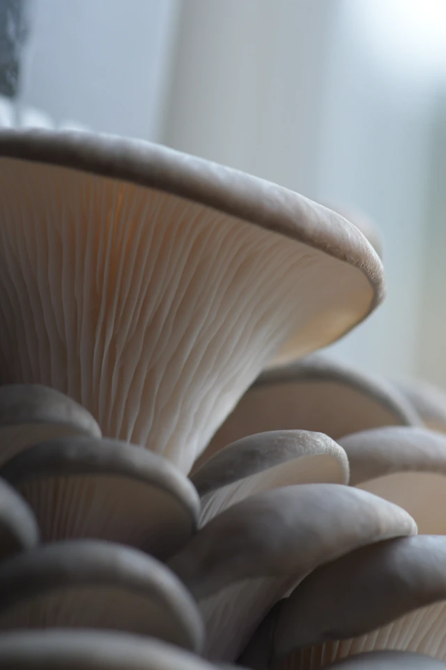 Oyster mushroom gills, illustrative photograph