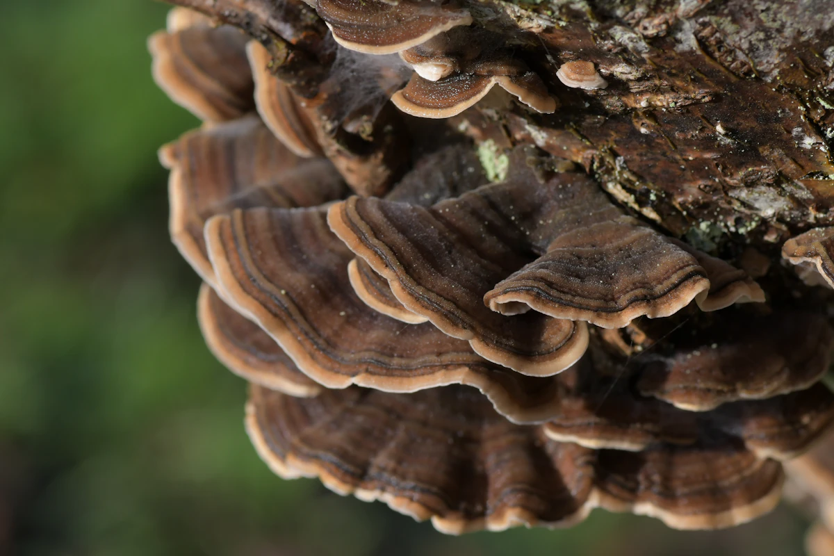 Fungi growing on wood in a natural habitat