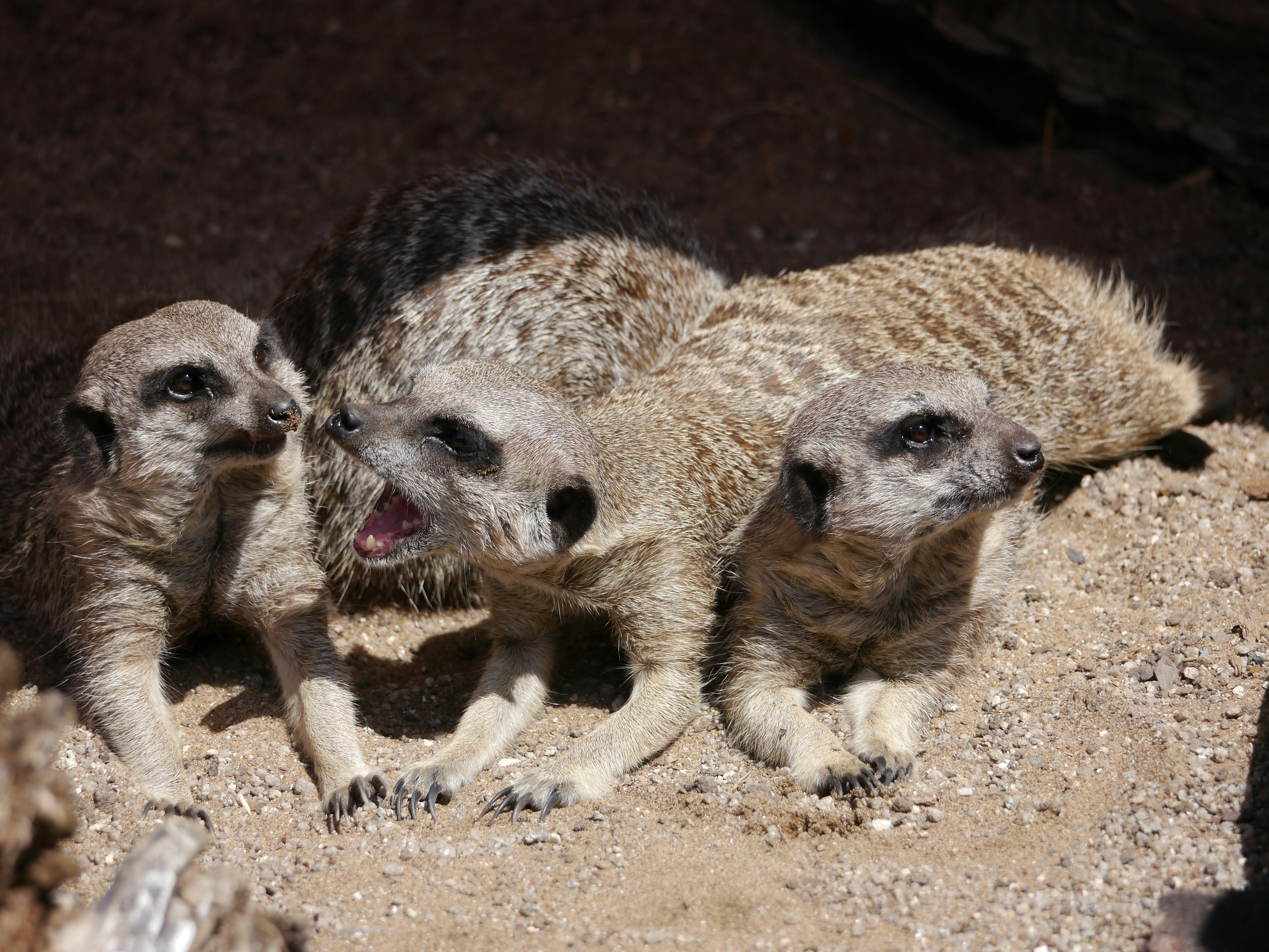 A group of three meerkats standing next to each other
