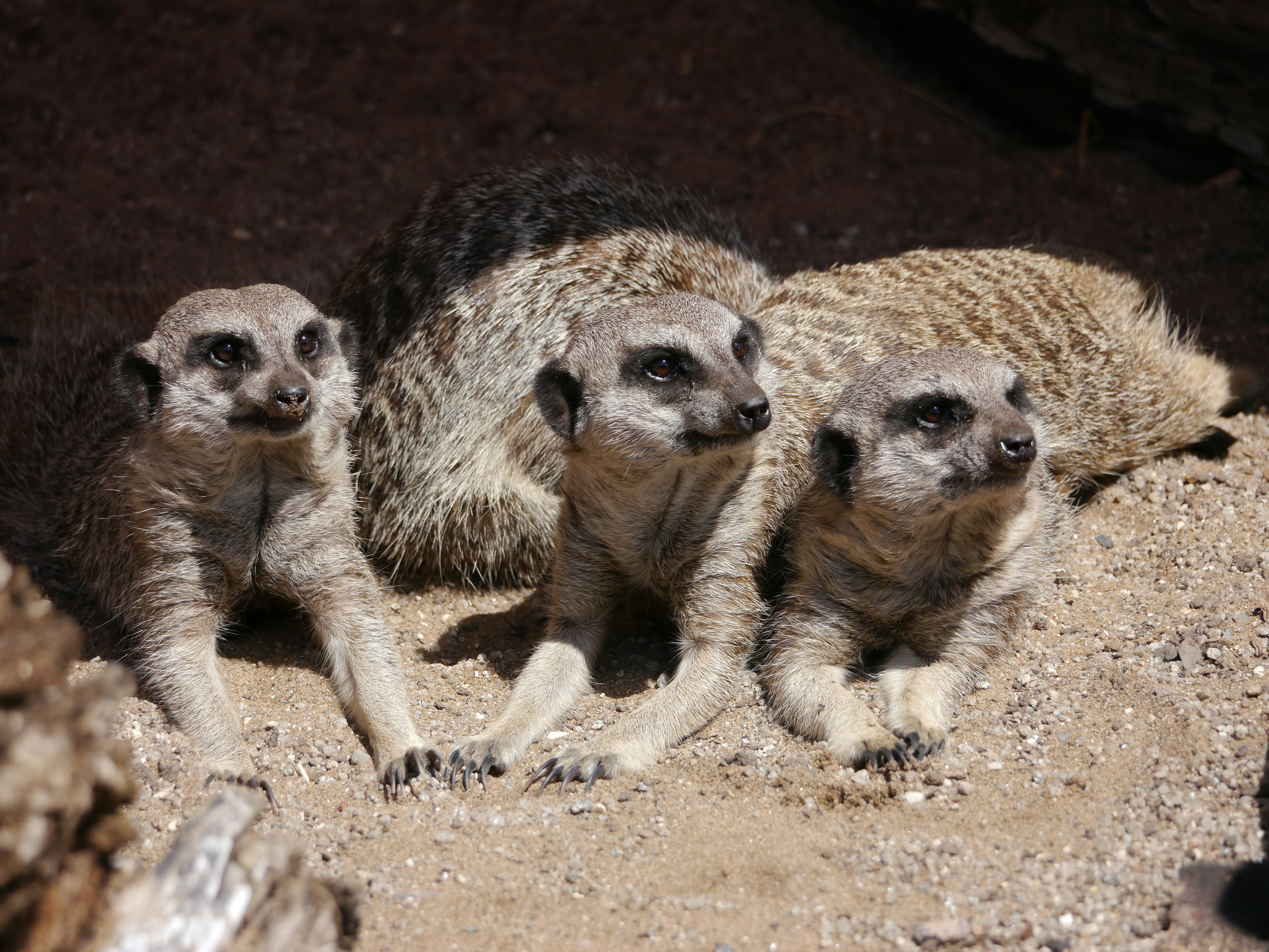 A group of three meerkats standing next to each other