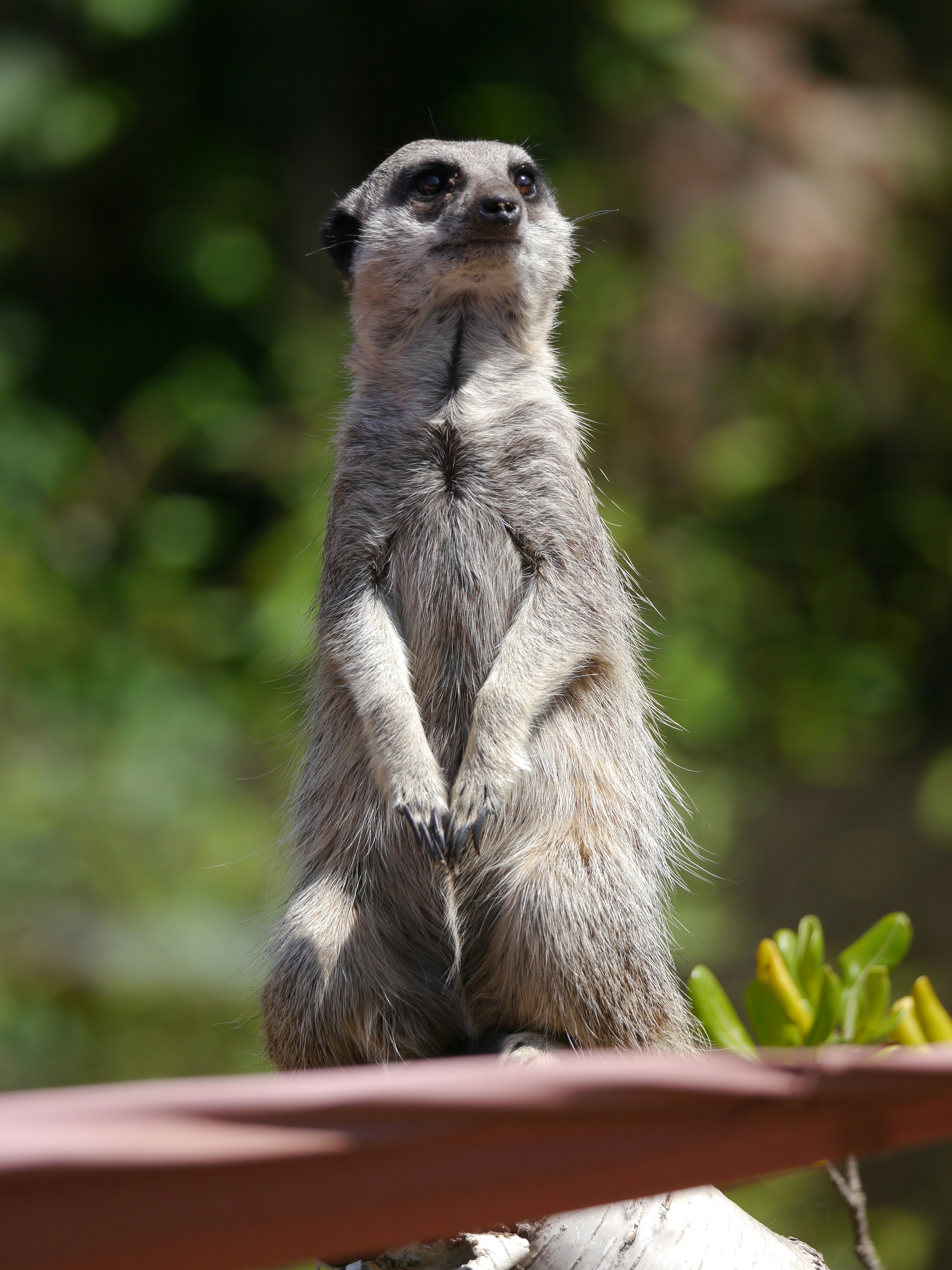 A small meerkat standing on its hind legs