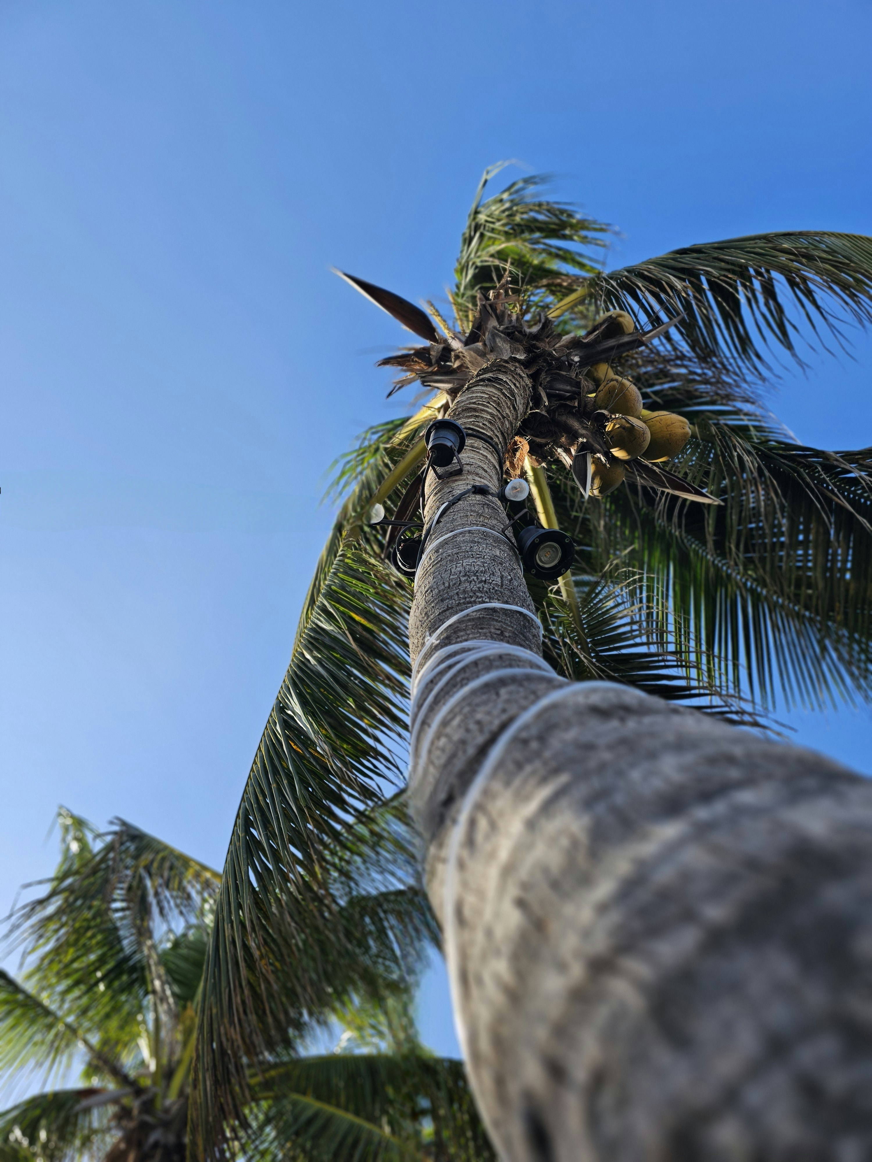 A tall palm tree with a sky background