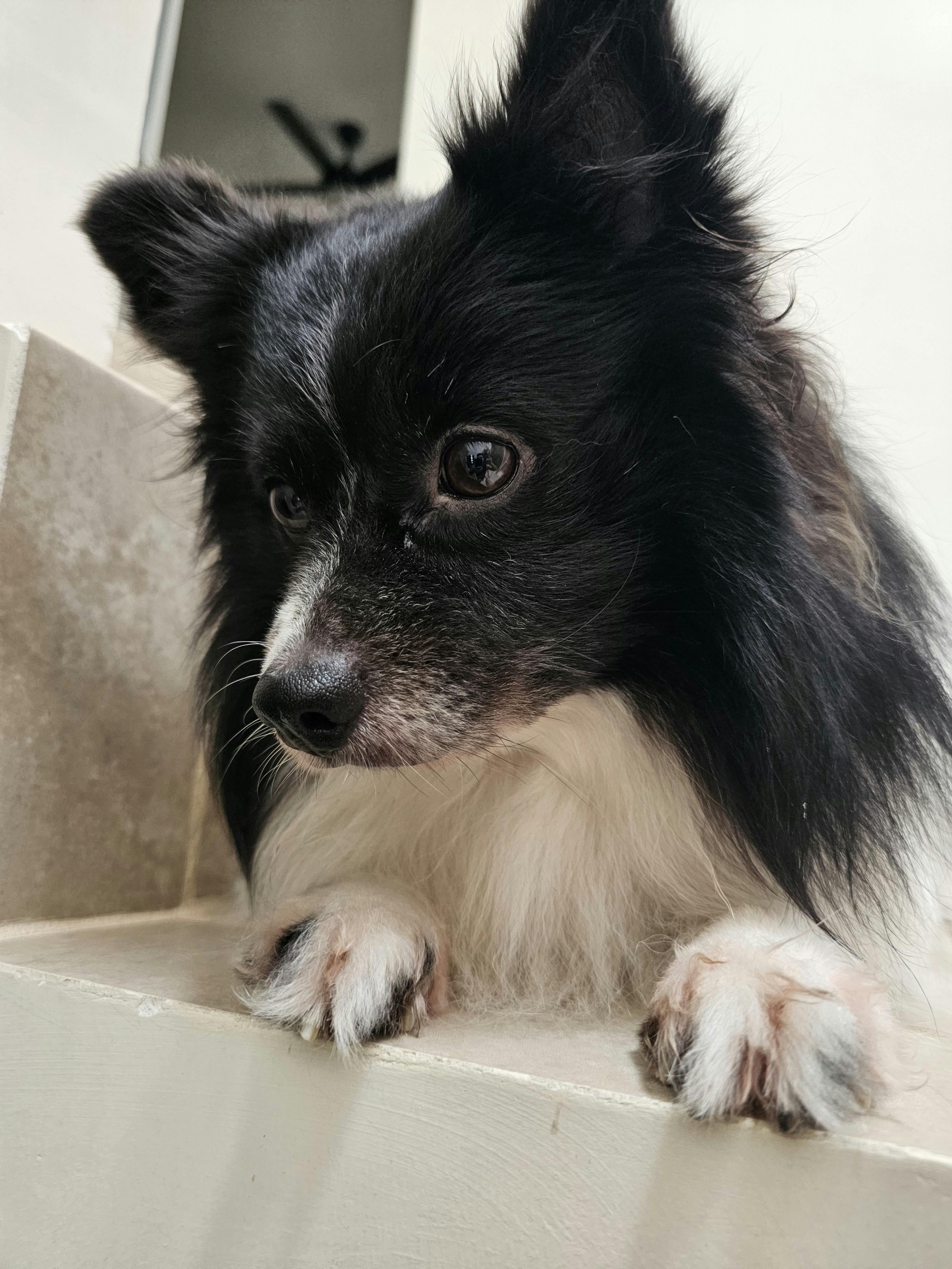 A small black and white dog sitting on a ledge