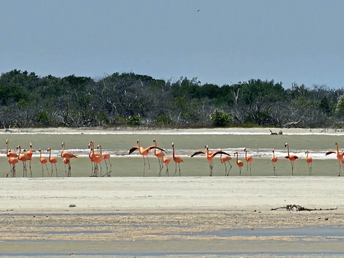Flamants roses réunis sur la côte nord du Yucatán
