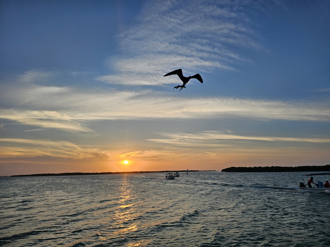 A bird flying over a body of water at sunset,