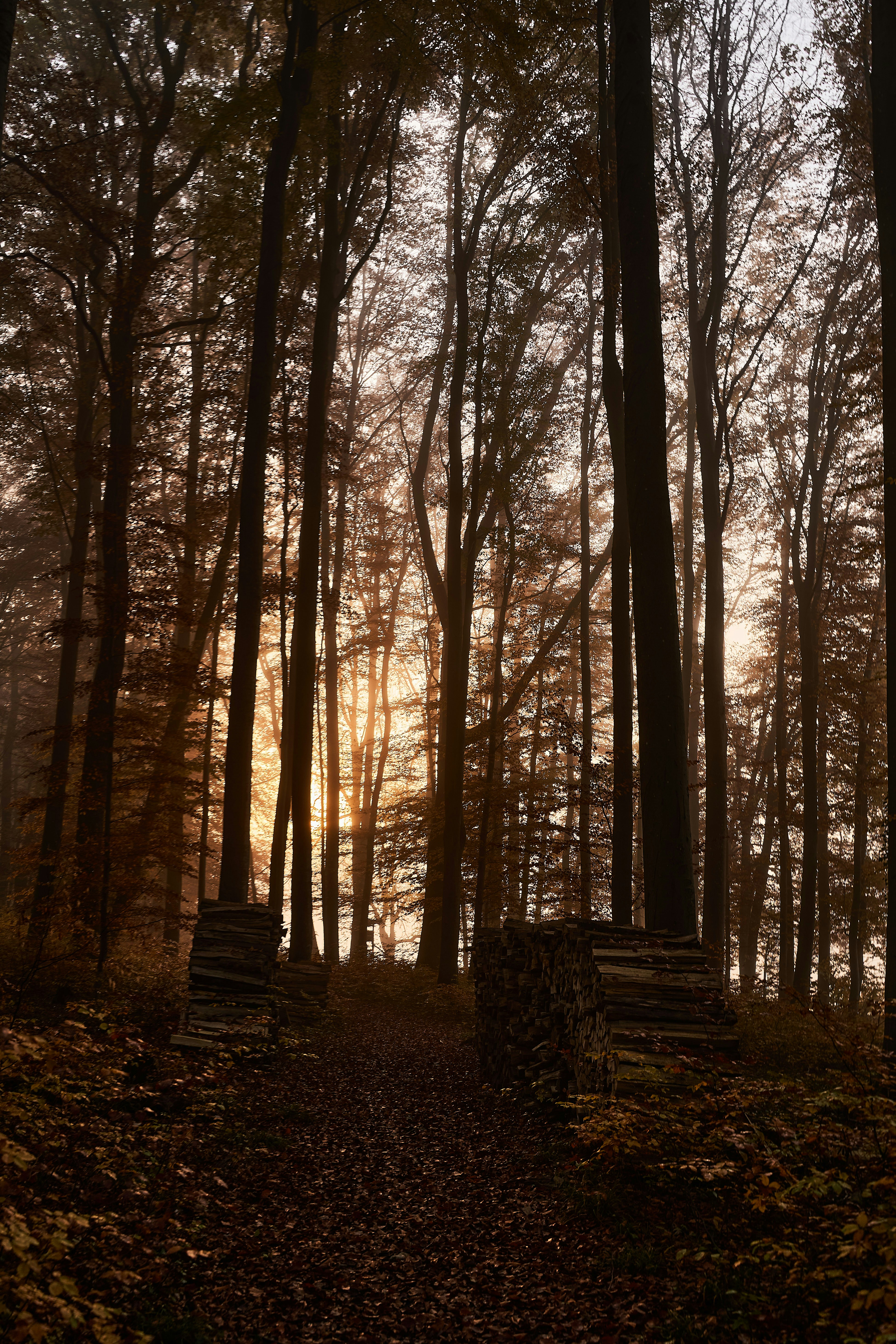 Photo by wolfgang_hasselmann