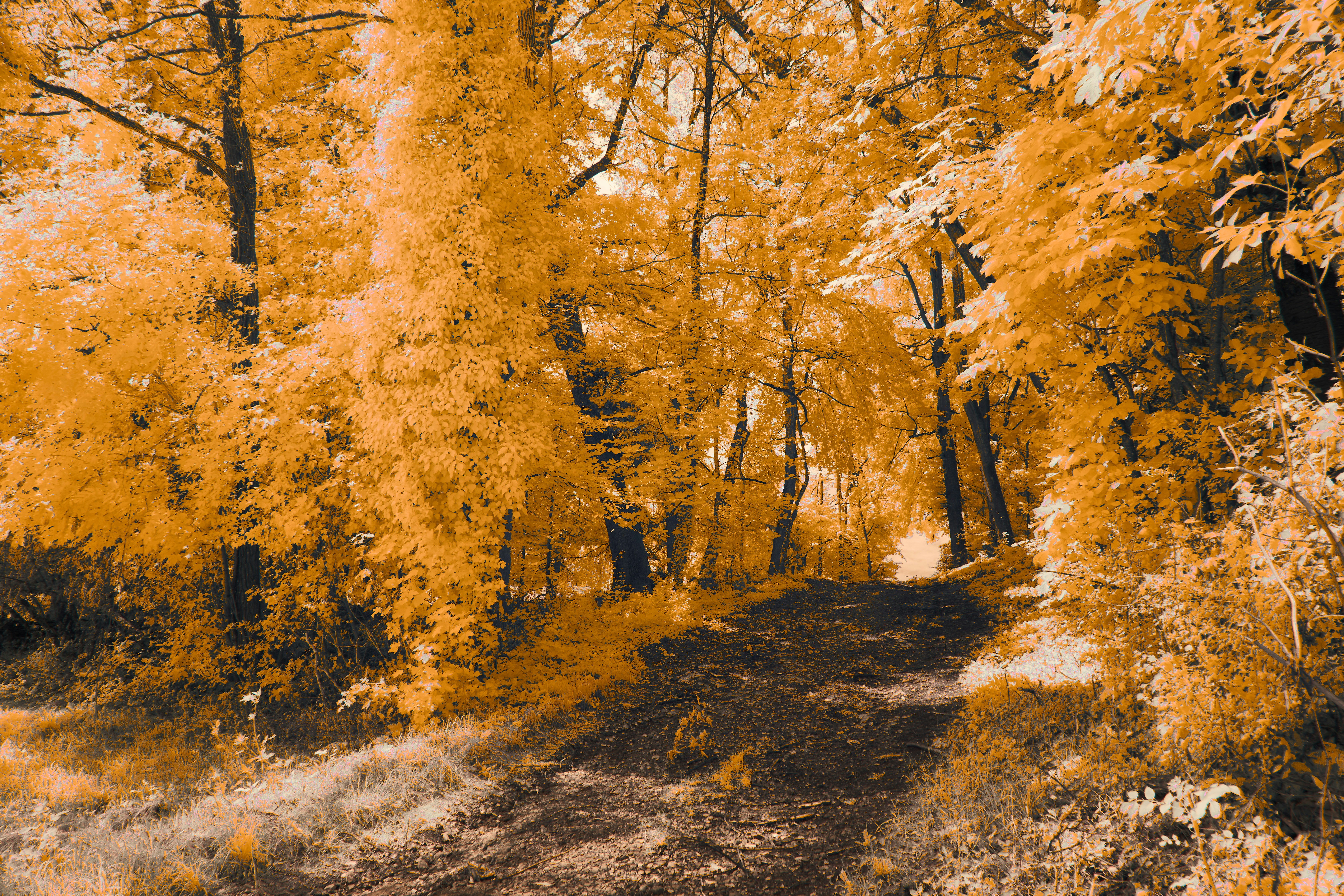 Photo by wolfgang_hasselmann