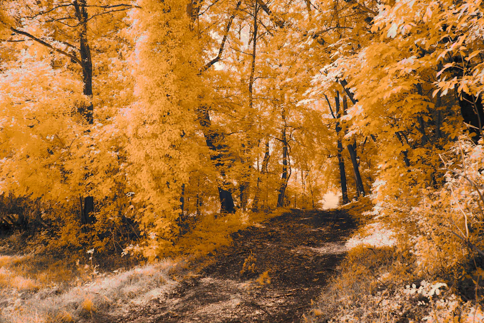 The image depicts a serene autumn forest scene, with trees exhibiting vibrant orange and yellow leaves against a gray sky. The perspective is from ground level, looking down a dirt path that winds through the woods. The colors are predominantly warm hues, creating a sense of tranquility and harmony within nature.