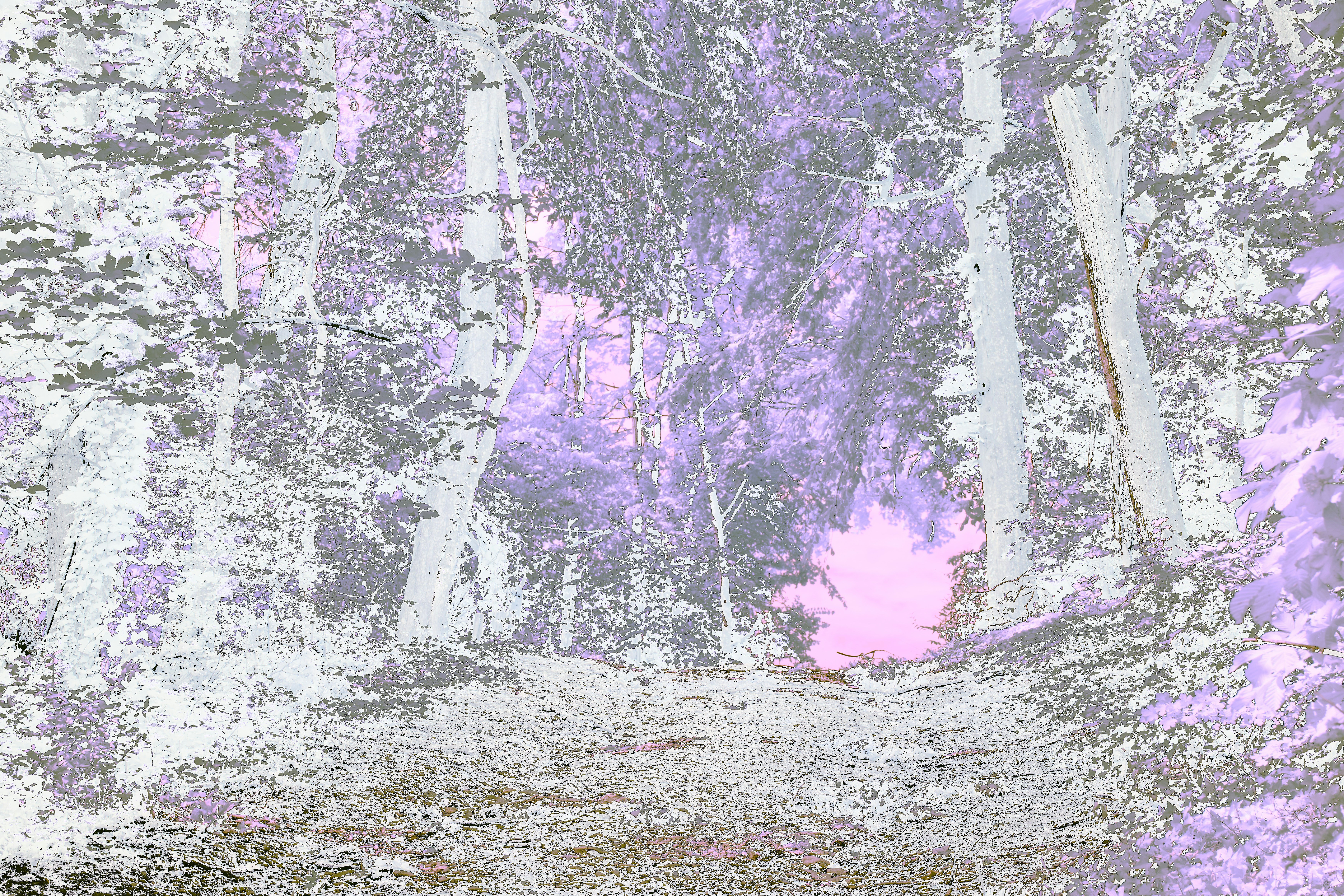 Photo by wolfgang_hasselmann