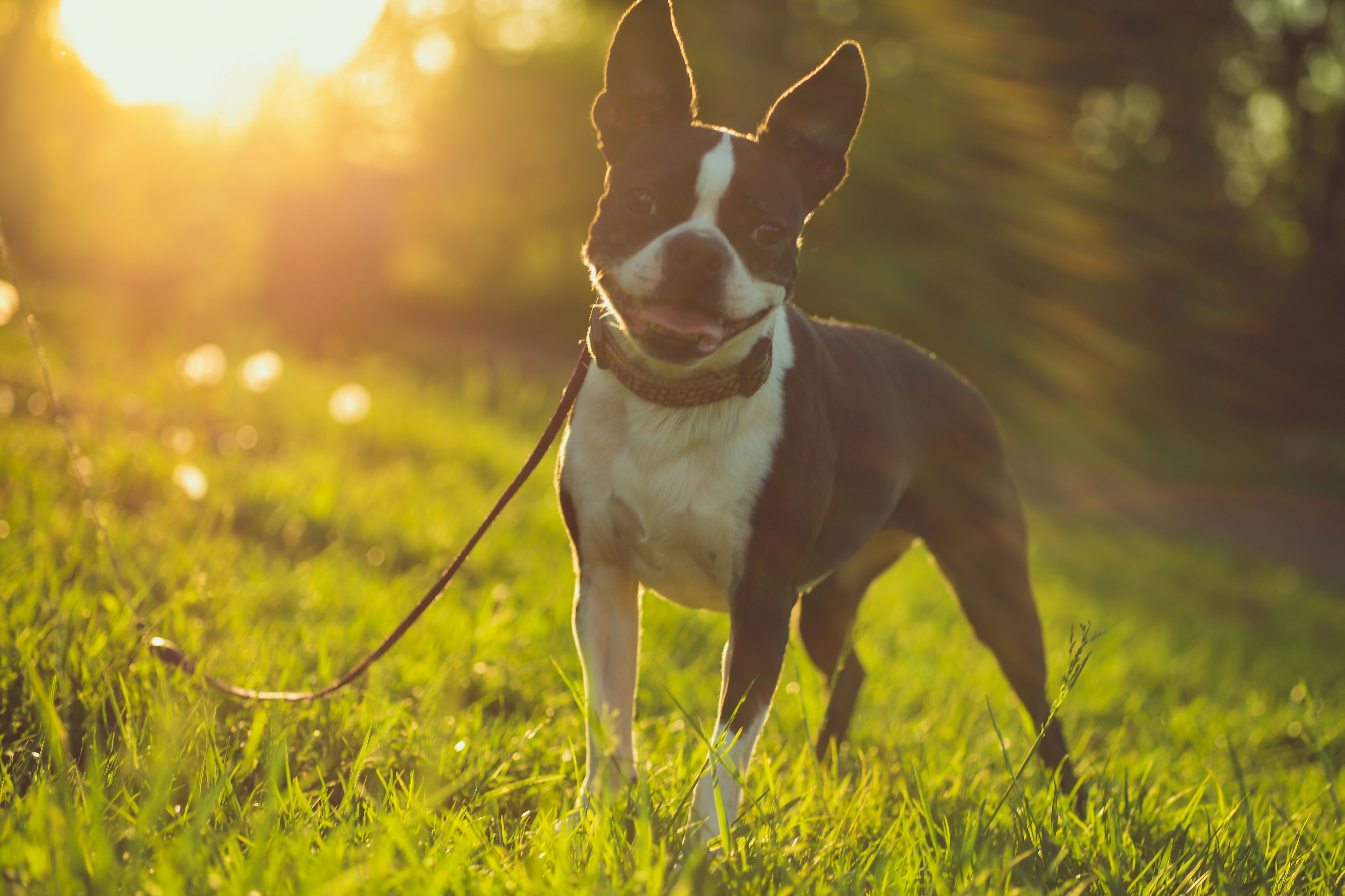 A dog is standing in the grass with a leash