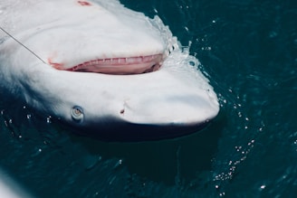 A large white shark swimming in the ocean