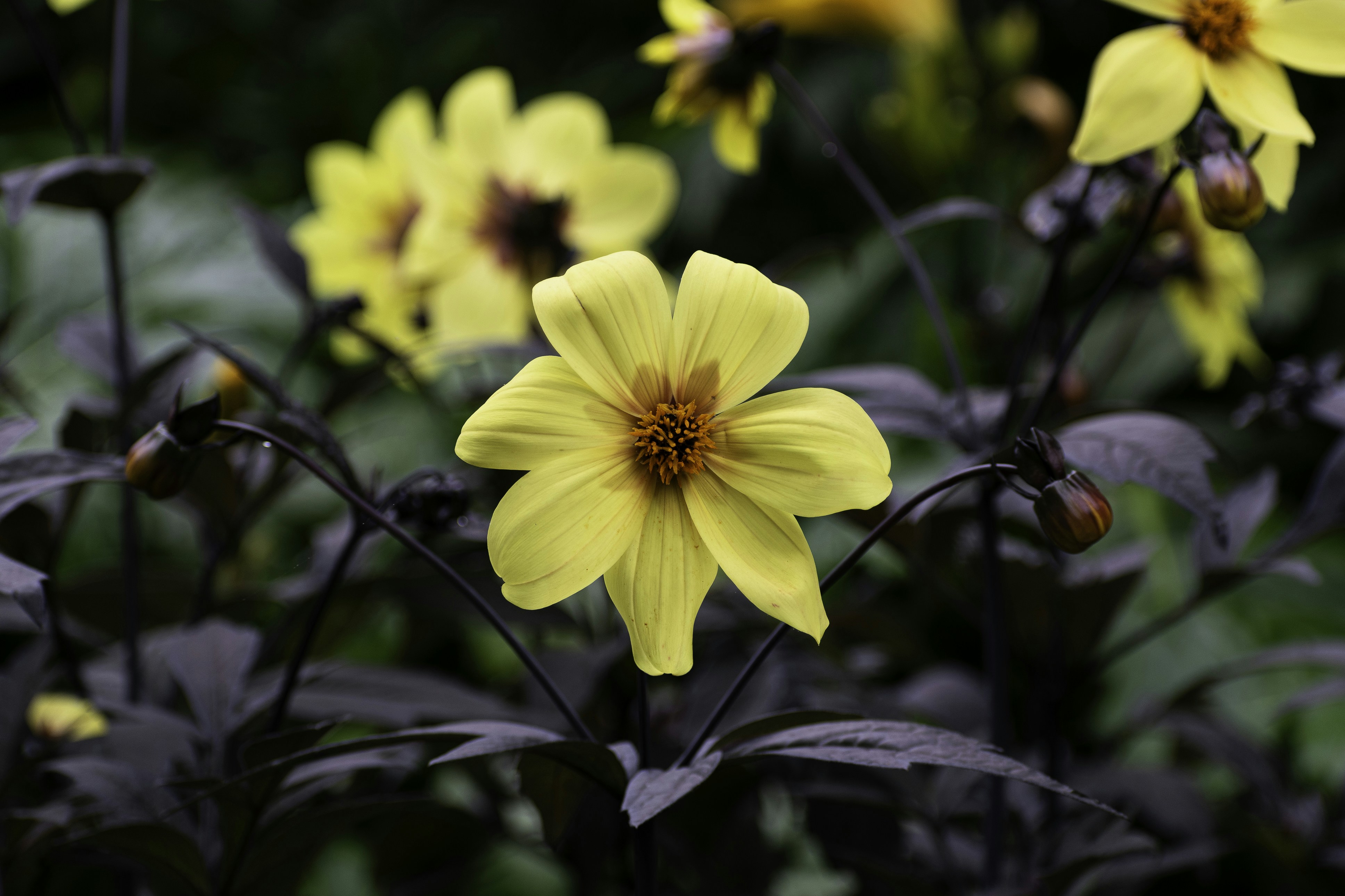 Photo by nanettemudry