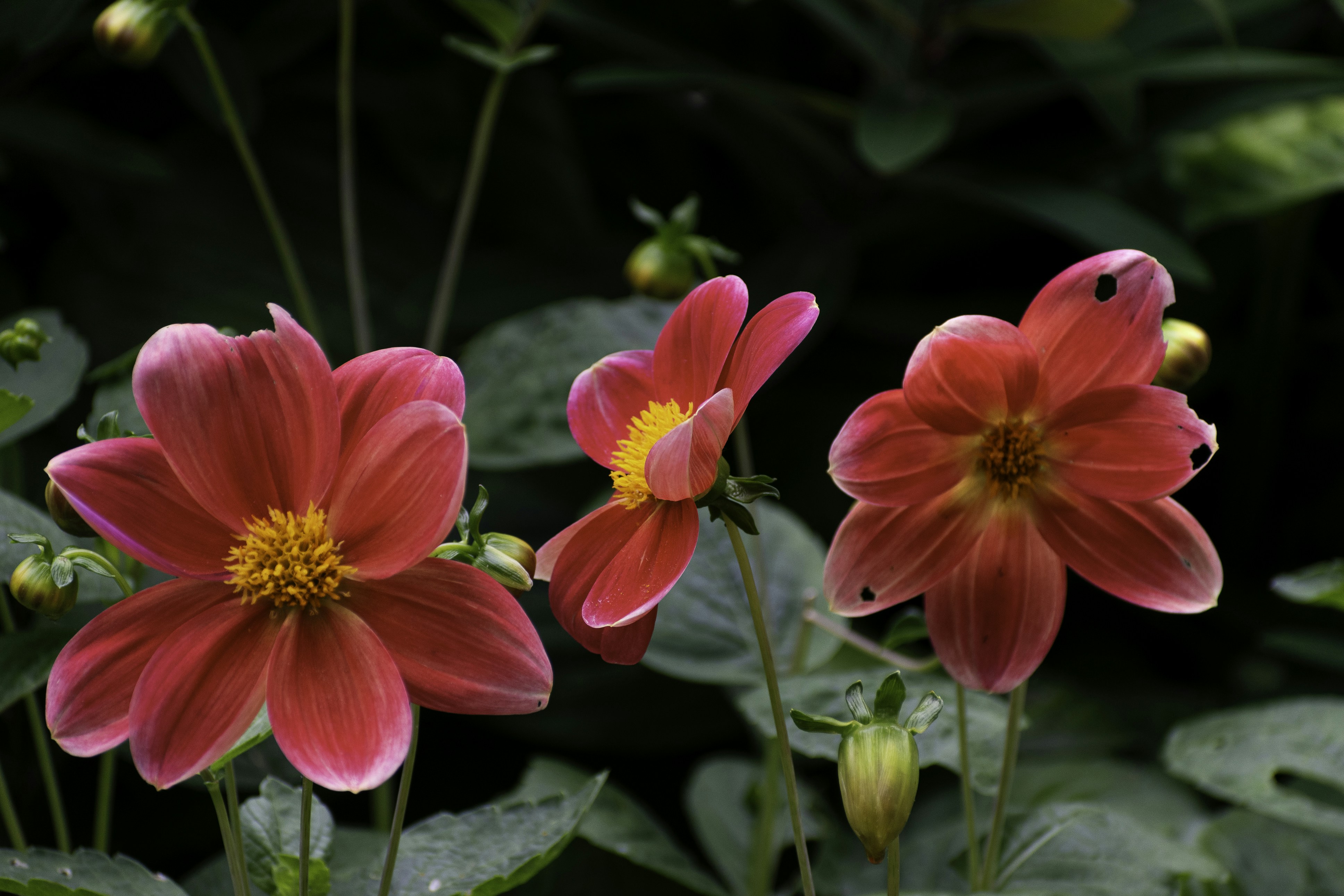 Photo by nanettemudry