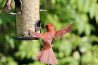 A couple of birds that are flying around a bird feeder