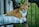 An orange and white cat sitting on top of a chair