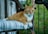 An orange and white cat sitting on top of a chair