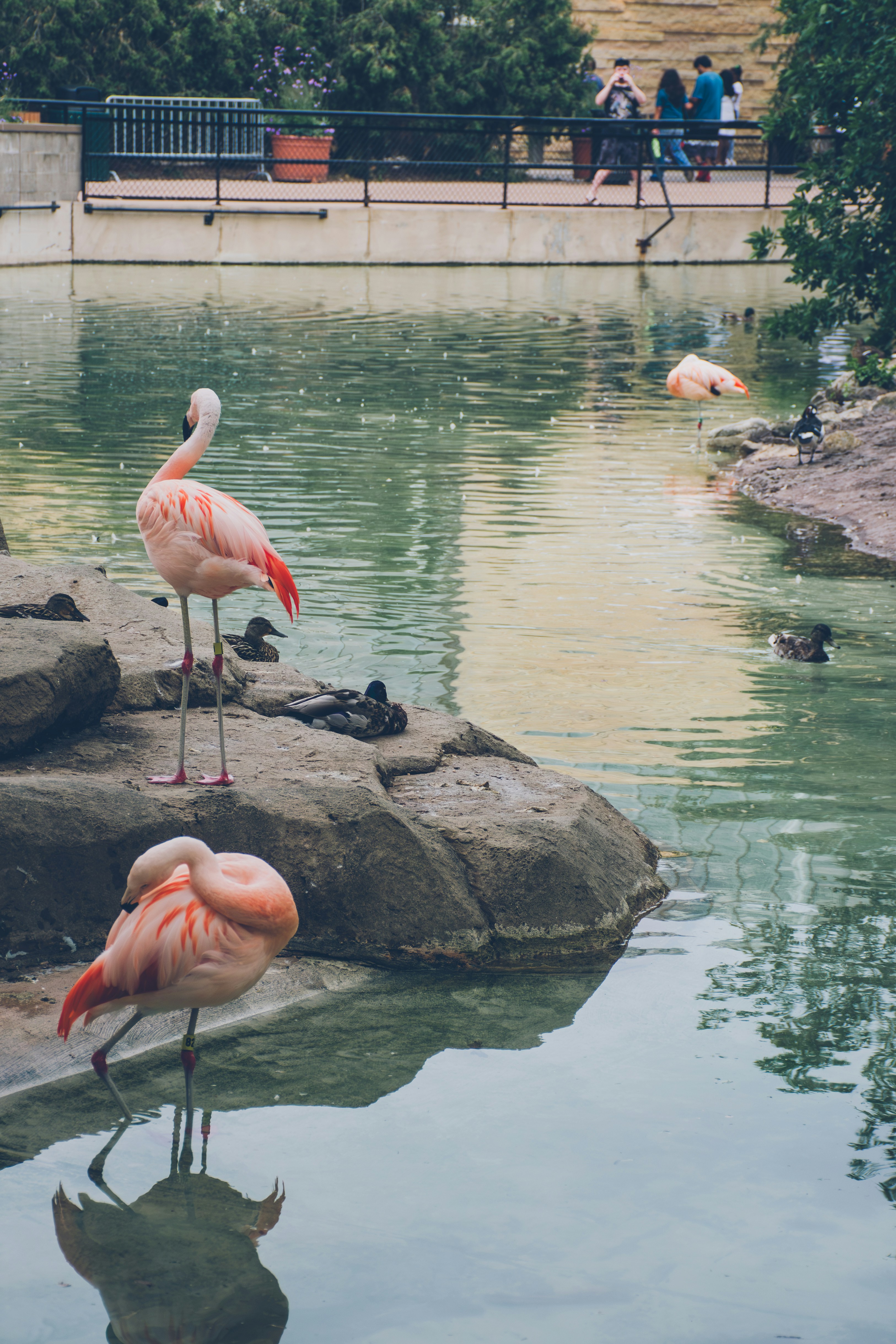 A group of flamingos are standing in the water