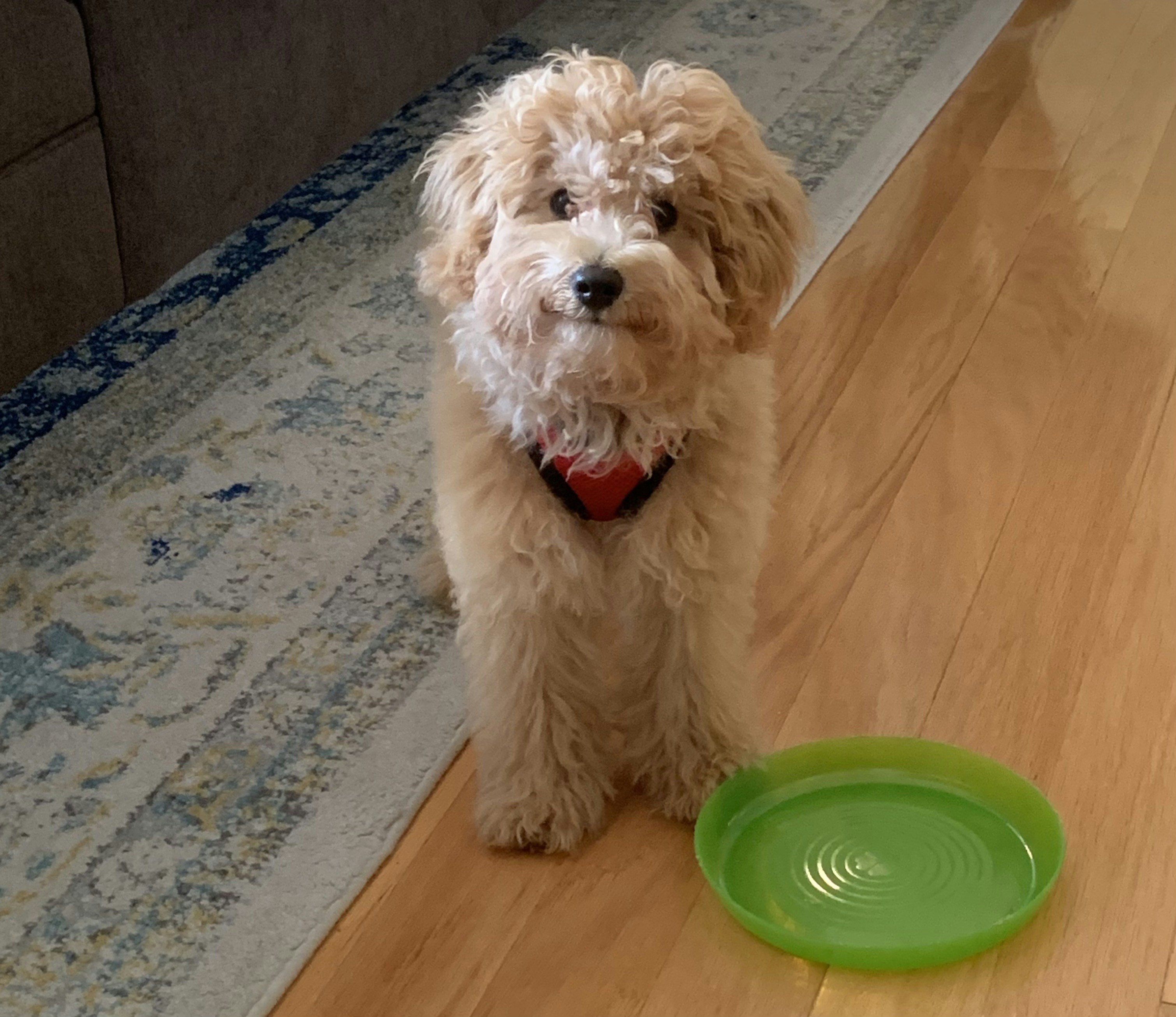 A small dog standing next to a green frisbee