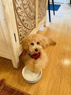 A brown dog sitting on top of a white bowl