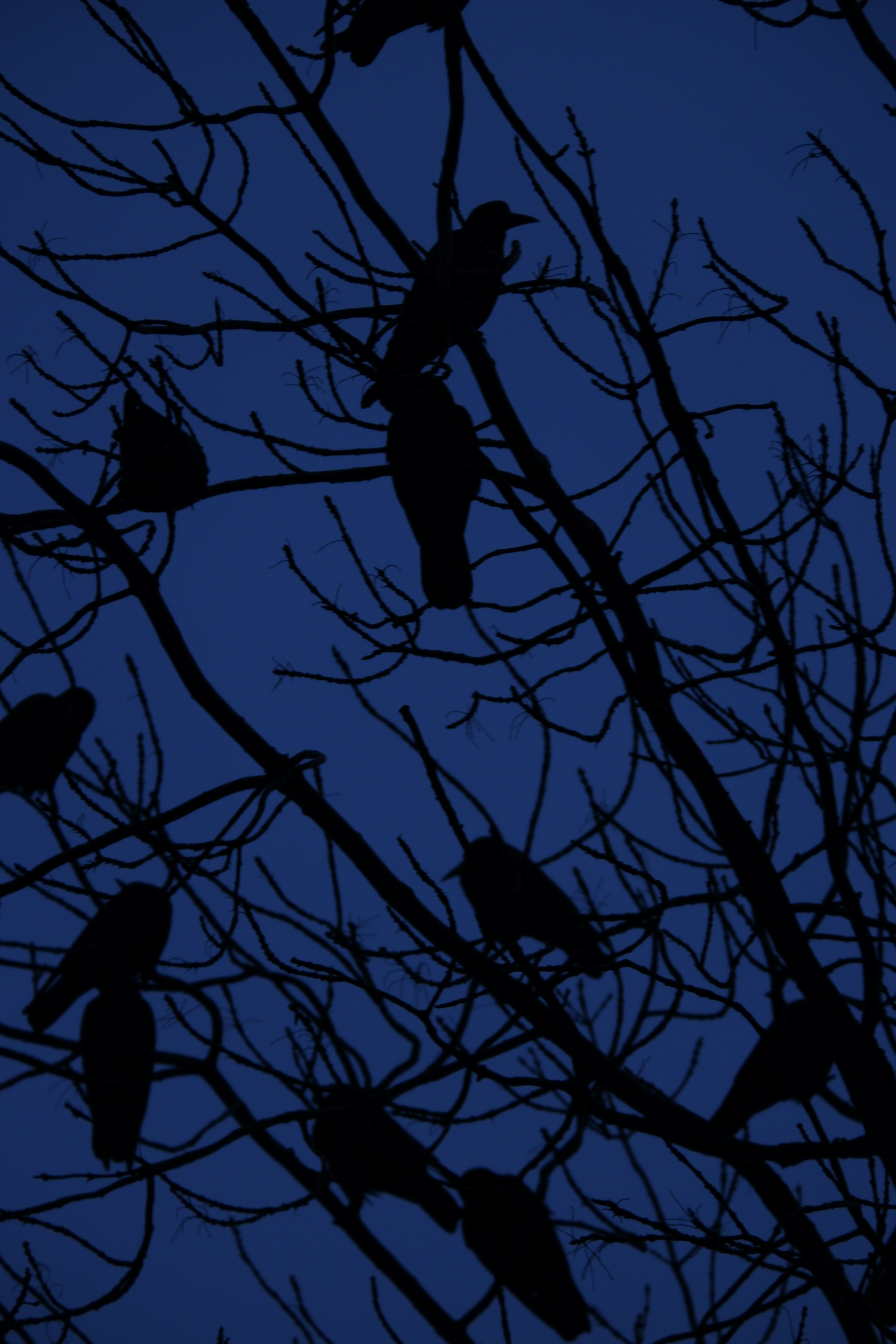 A flock of birds sitting on top of a tree