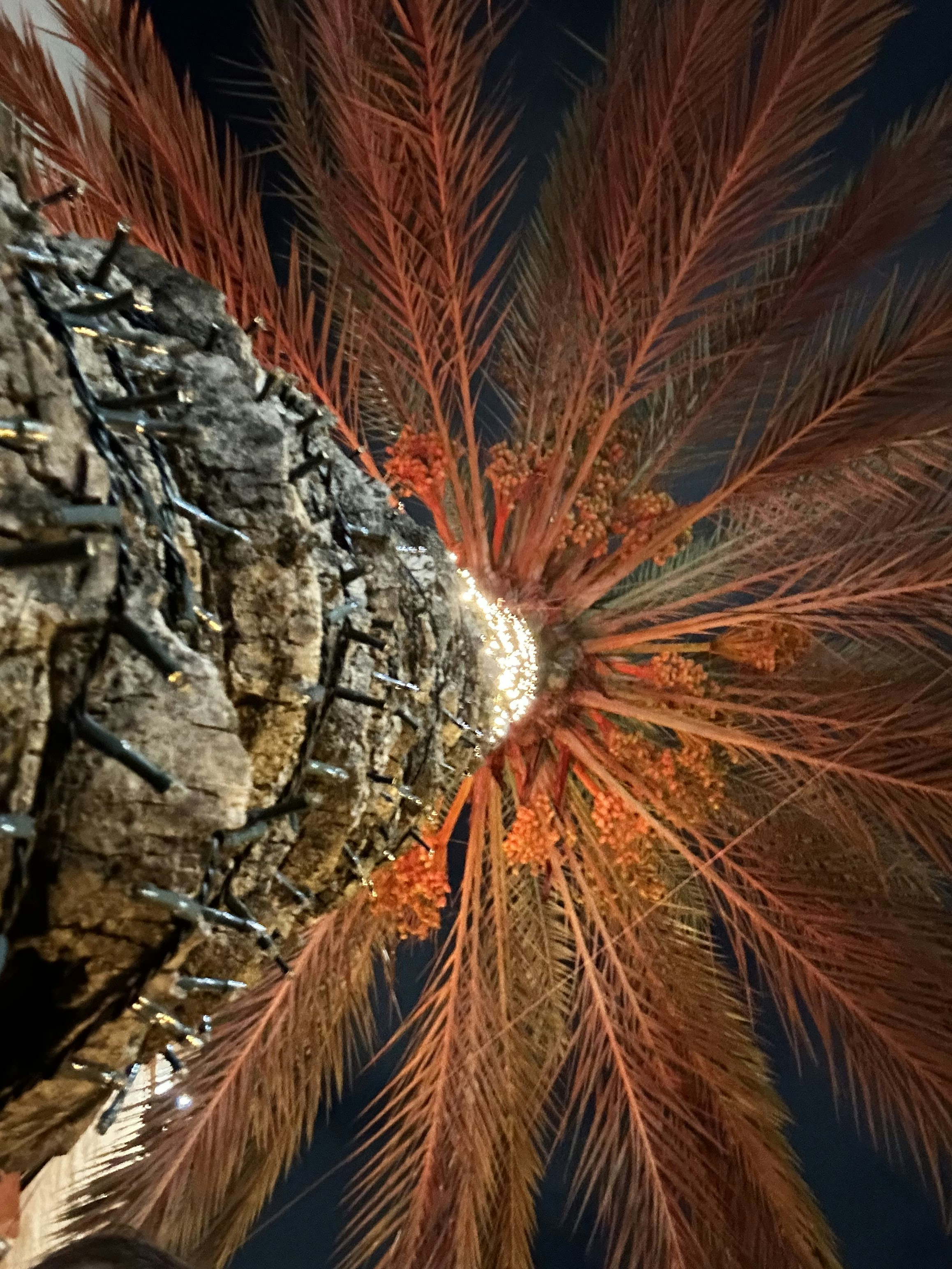 A close up of a tree with red leaves