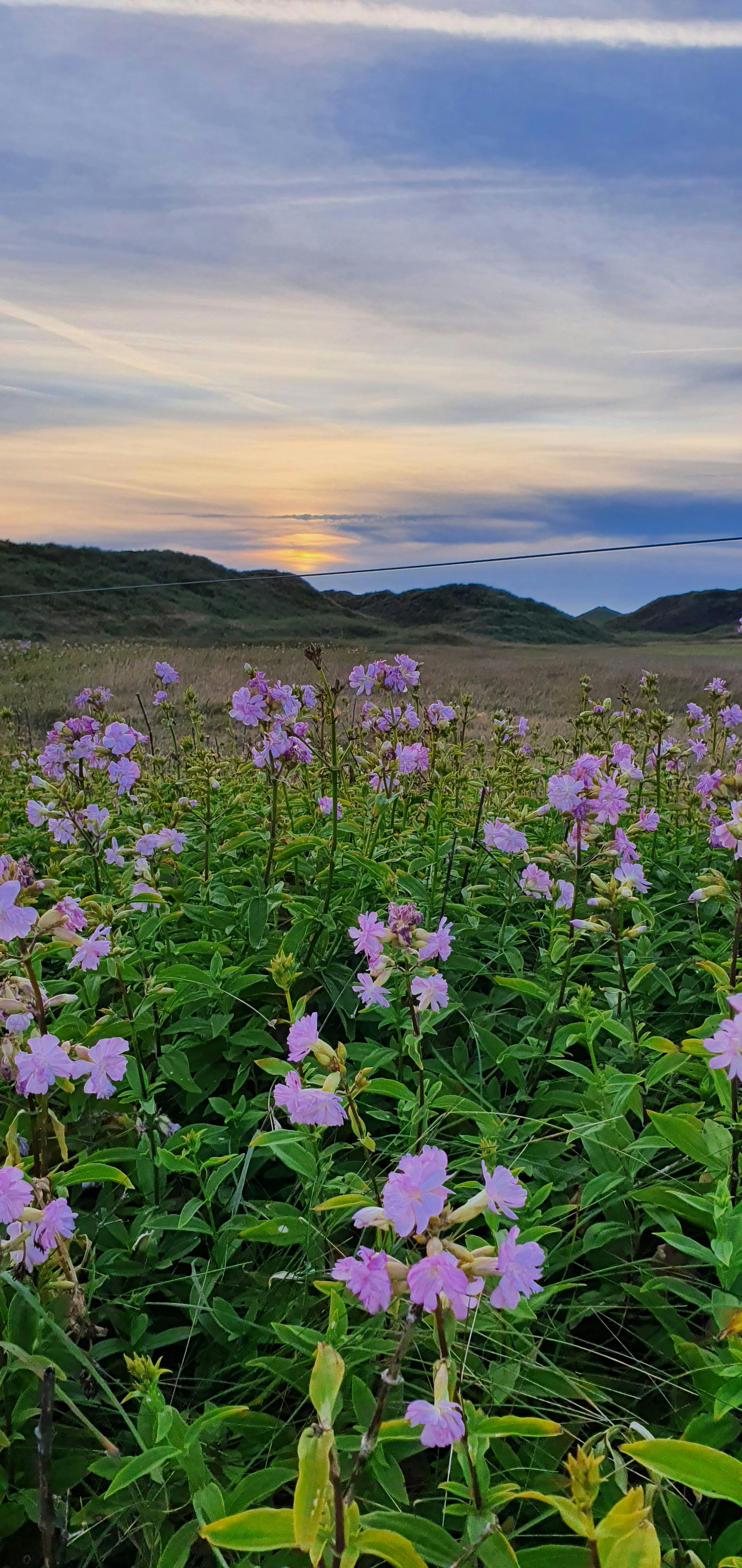 A field full of purple flowers under a cloudy sky