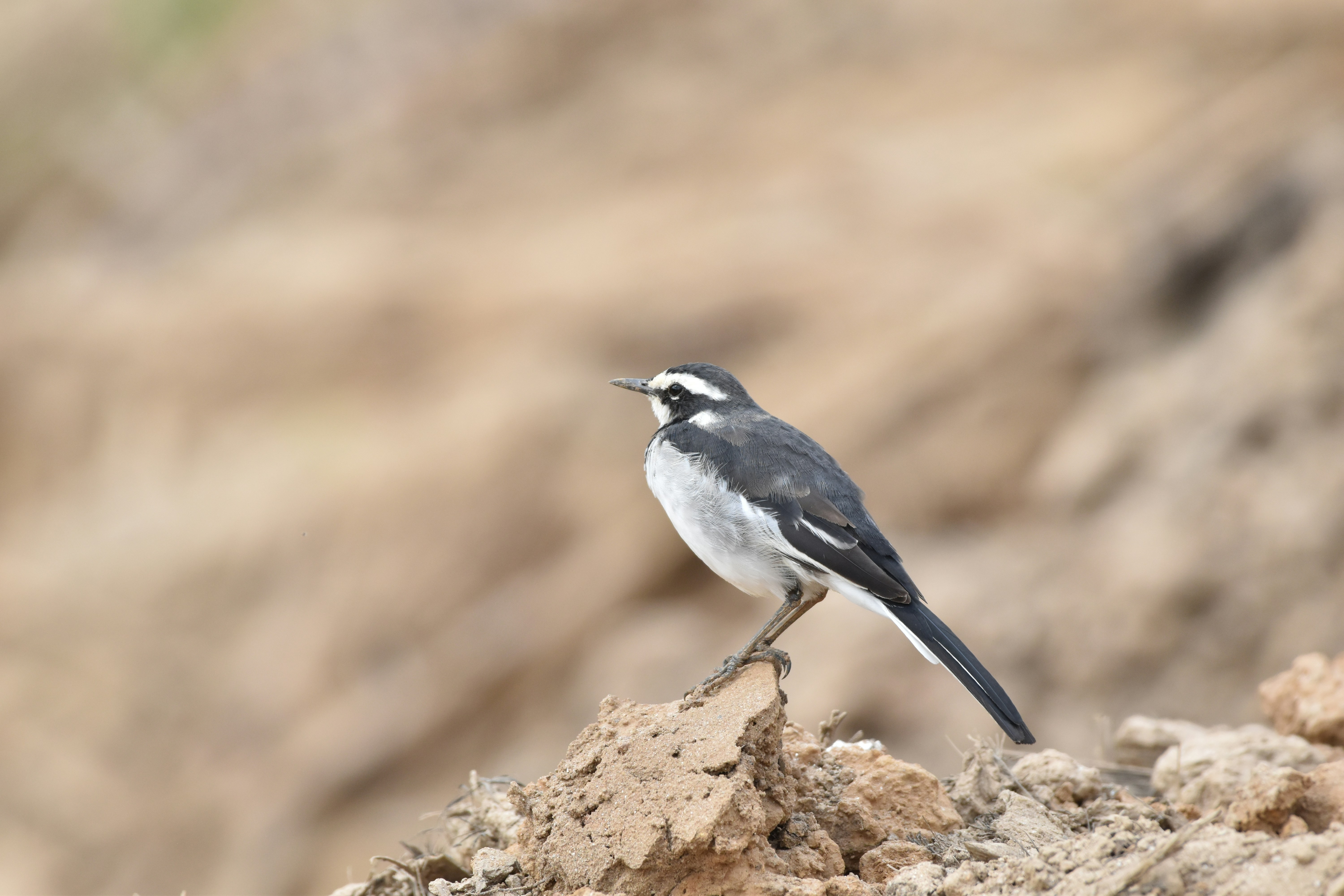 Photo by julius_ngigi