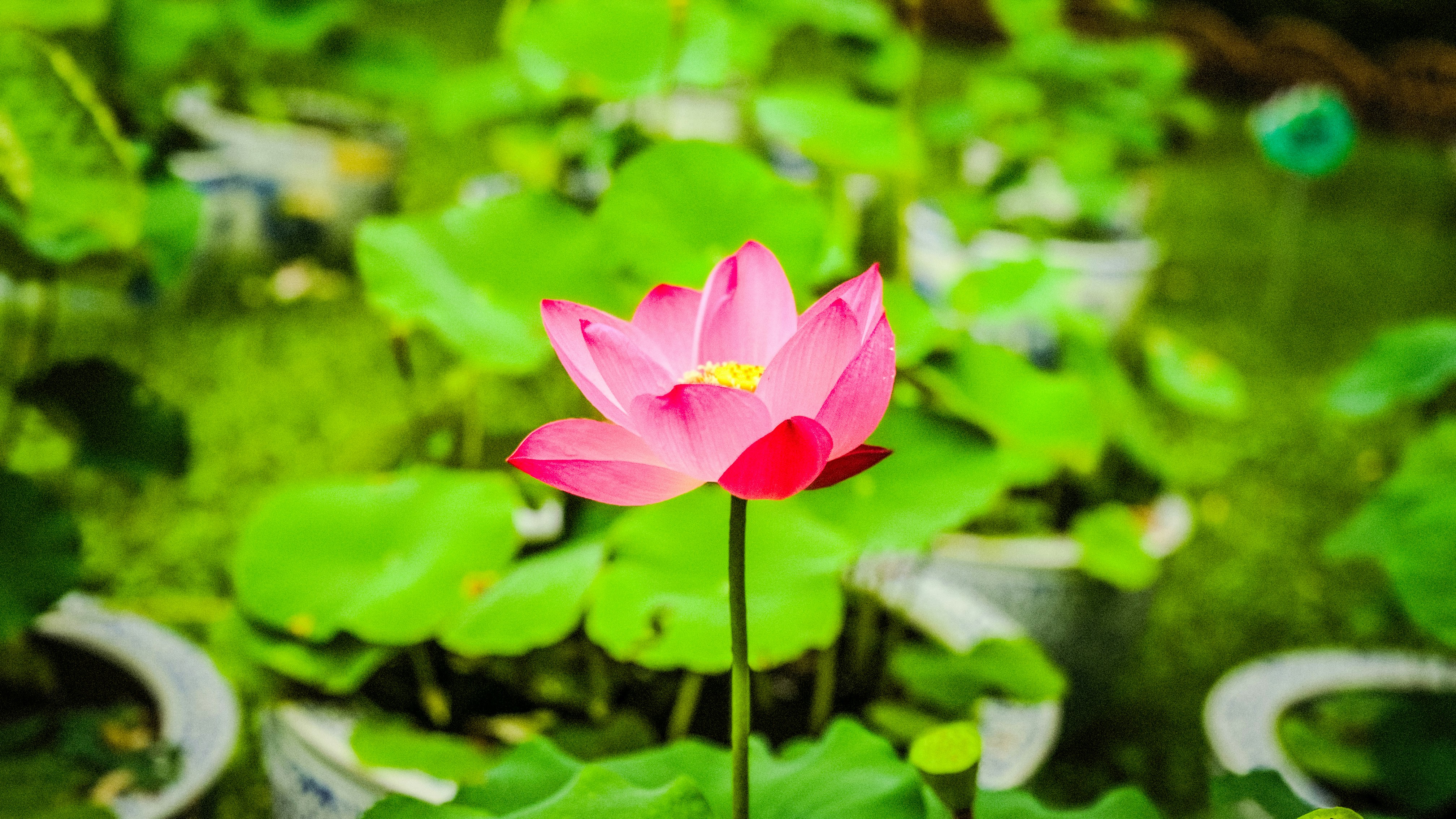 A pink flower in a potted plant in a garden