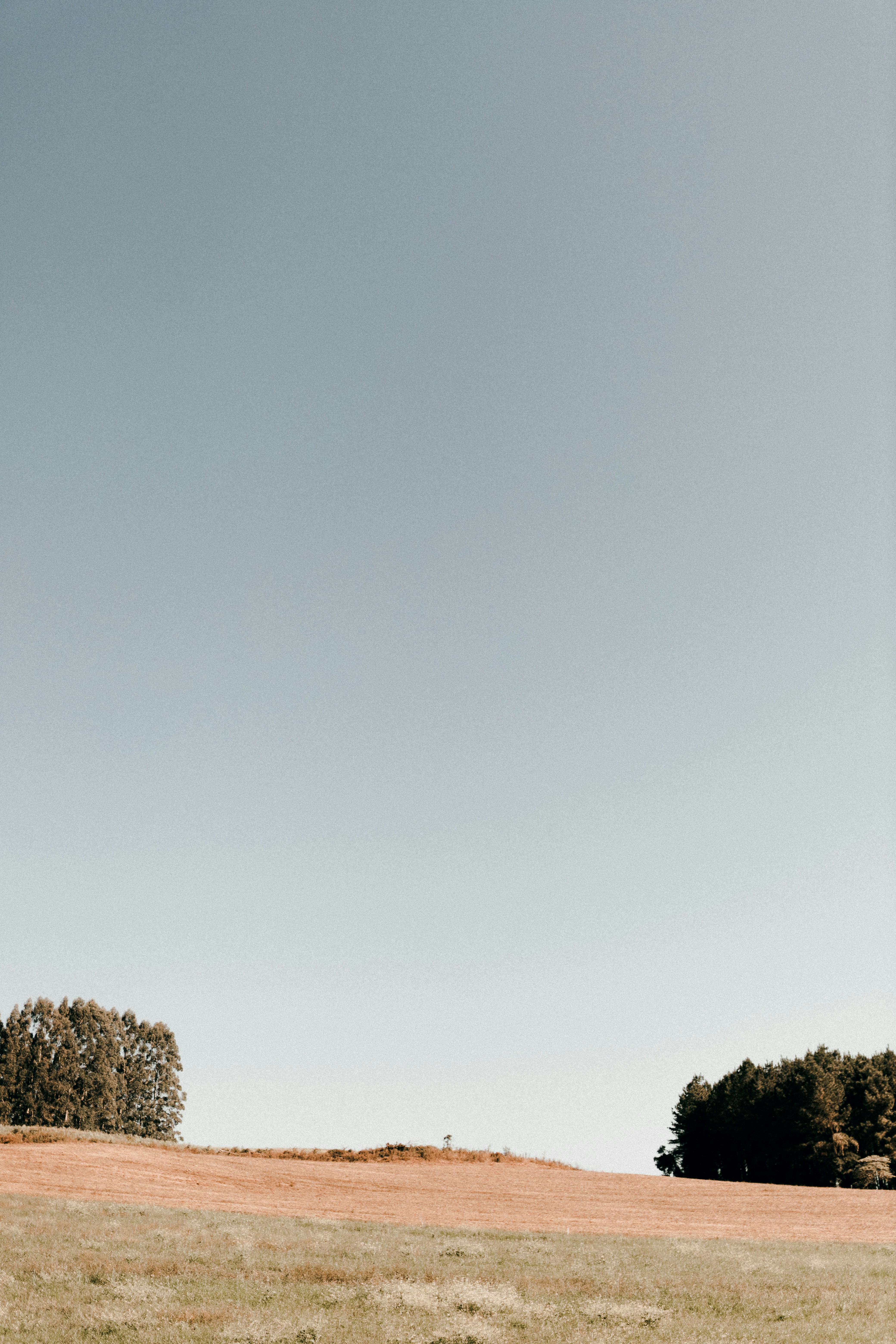 A person flying a kite in a field