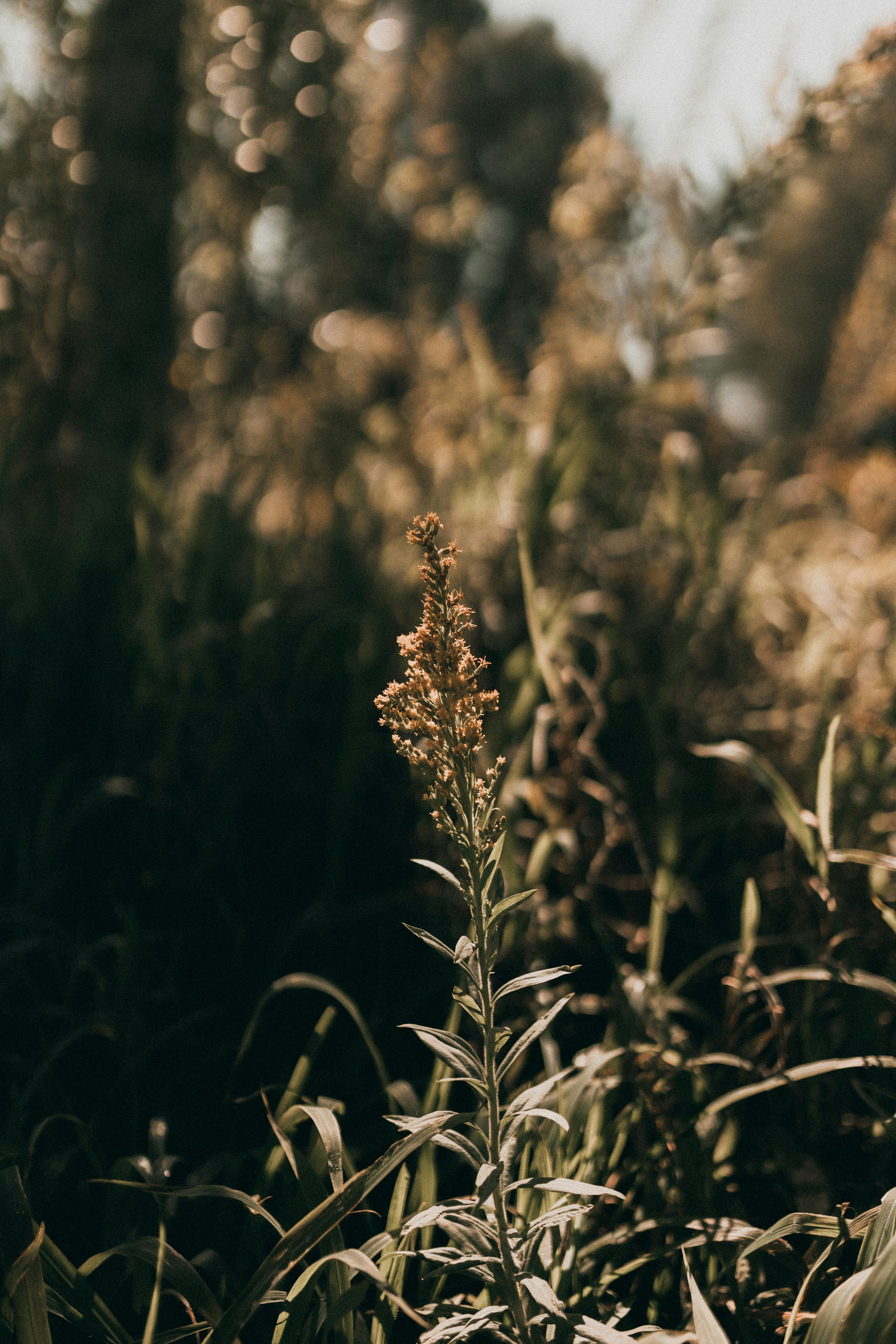 Photo by alexandermassph