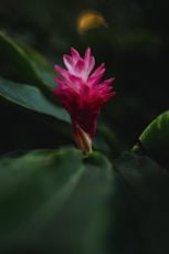 A pink flower with green leaves in the background