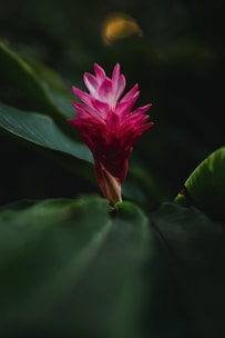 A pink flower with green leaves in the background