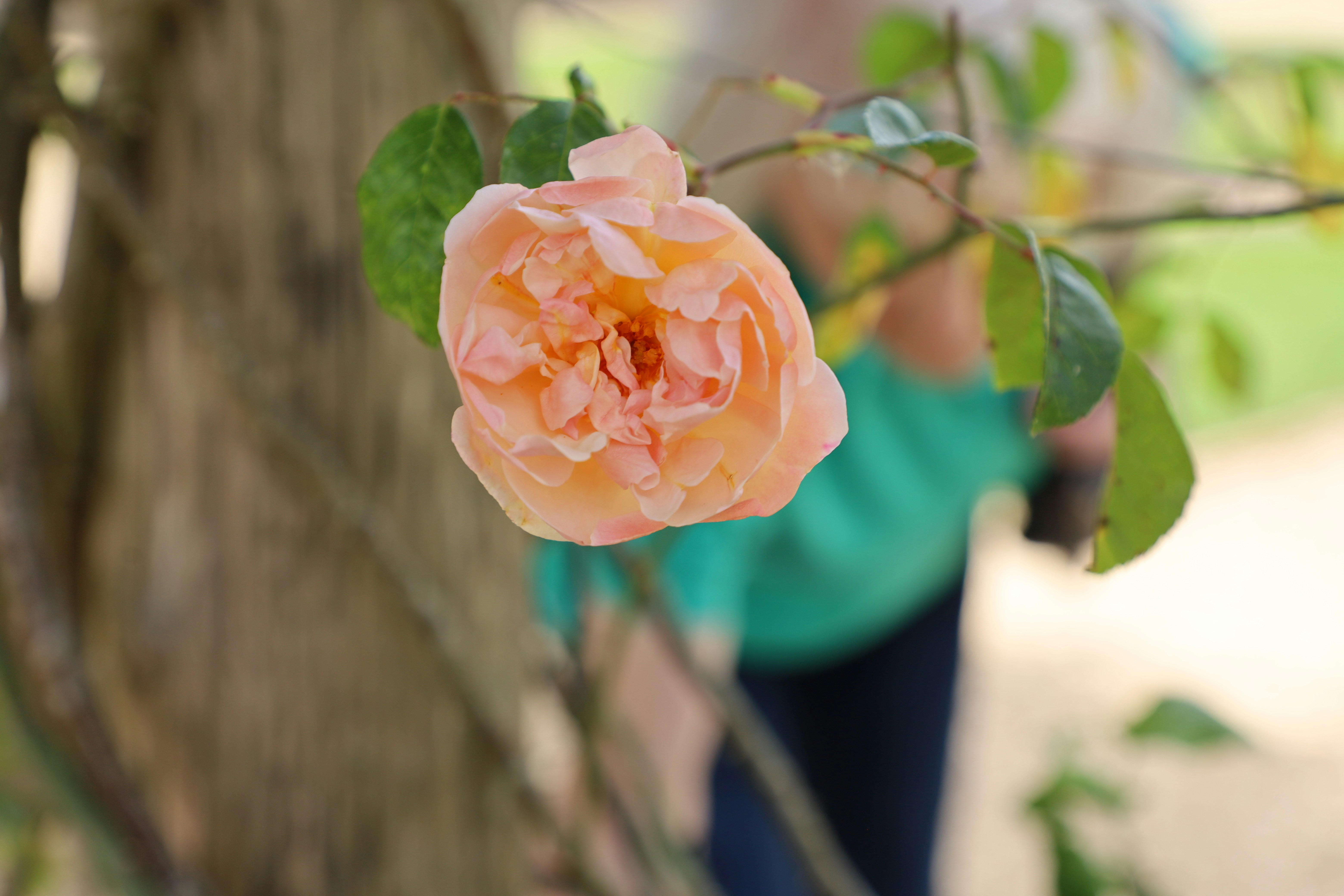 A pink rose that is growing on a tree photo – Free Romsey Image on Unsplash