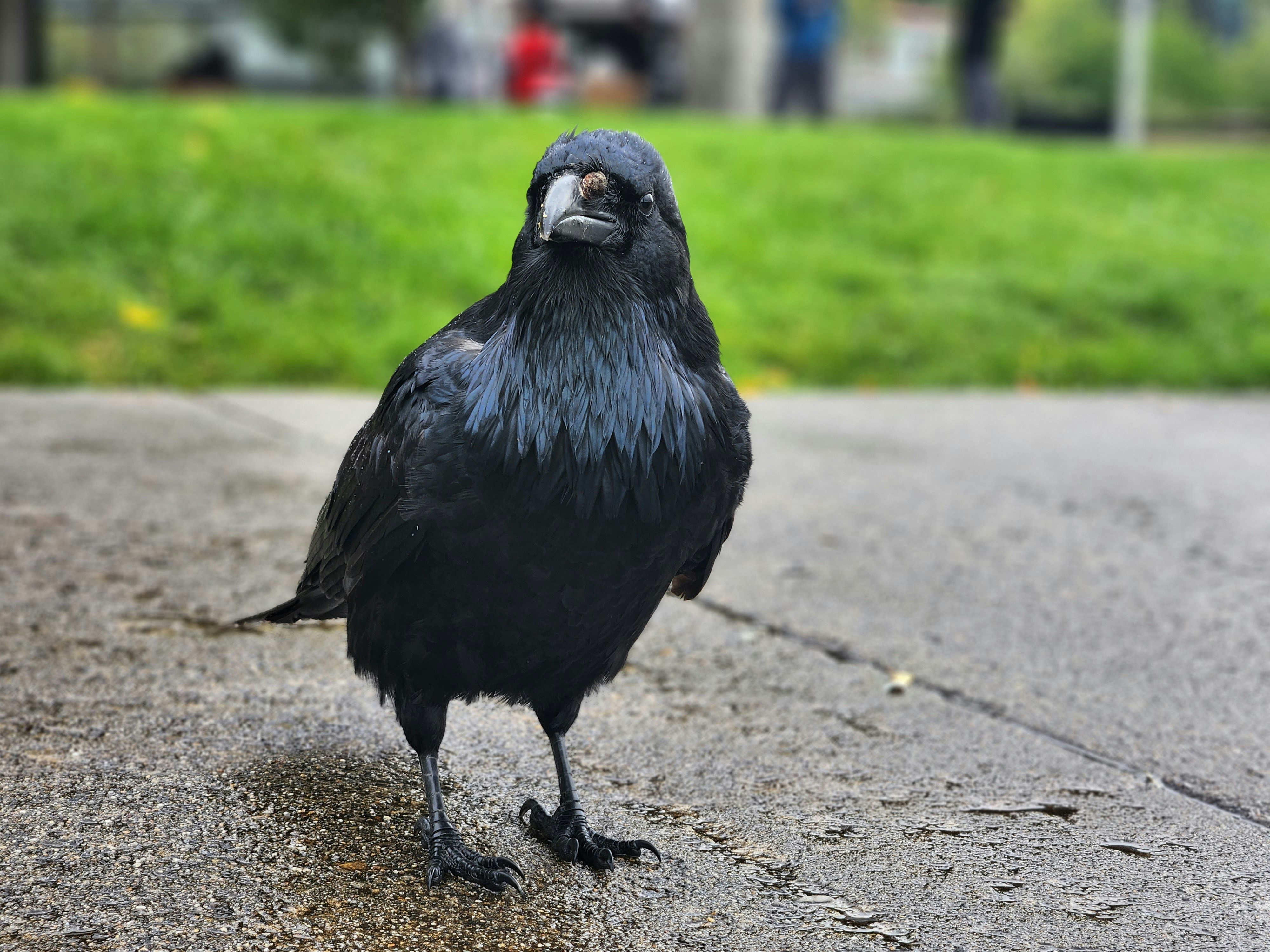 smart crows remember revenge