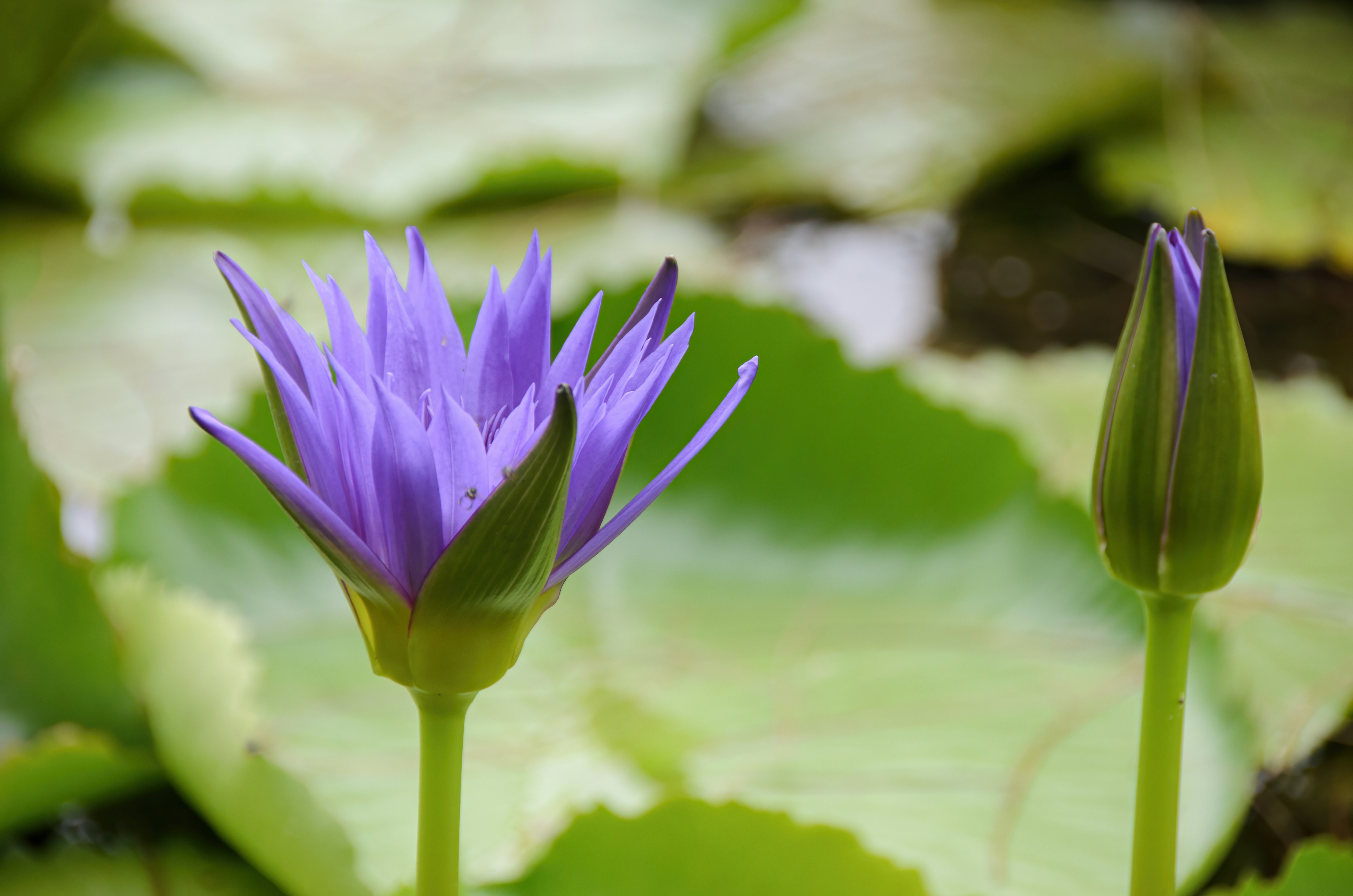 Ein paar lila Blumen sitzen auf einer saftig grünen Wiese