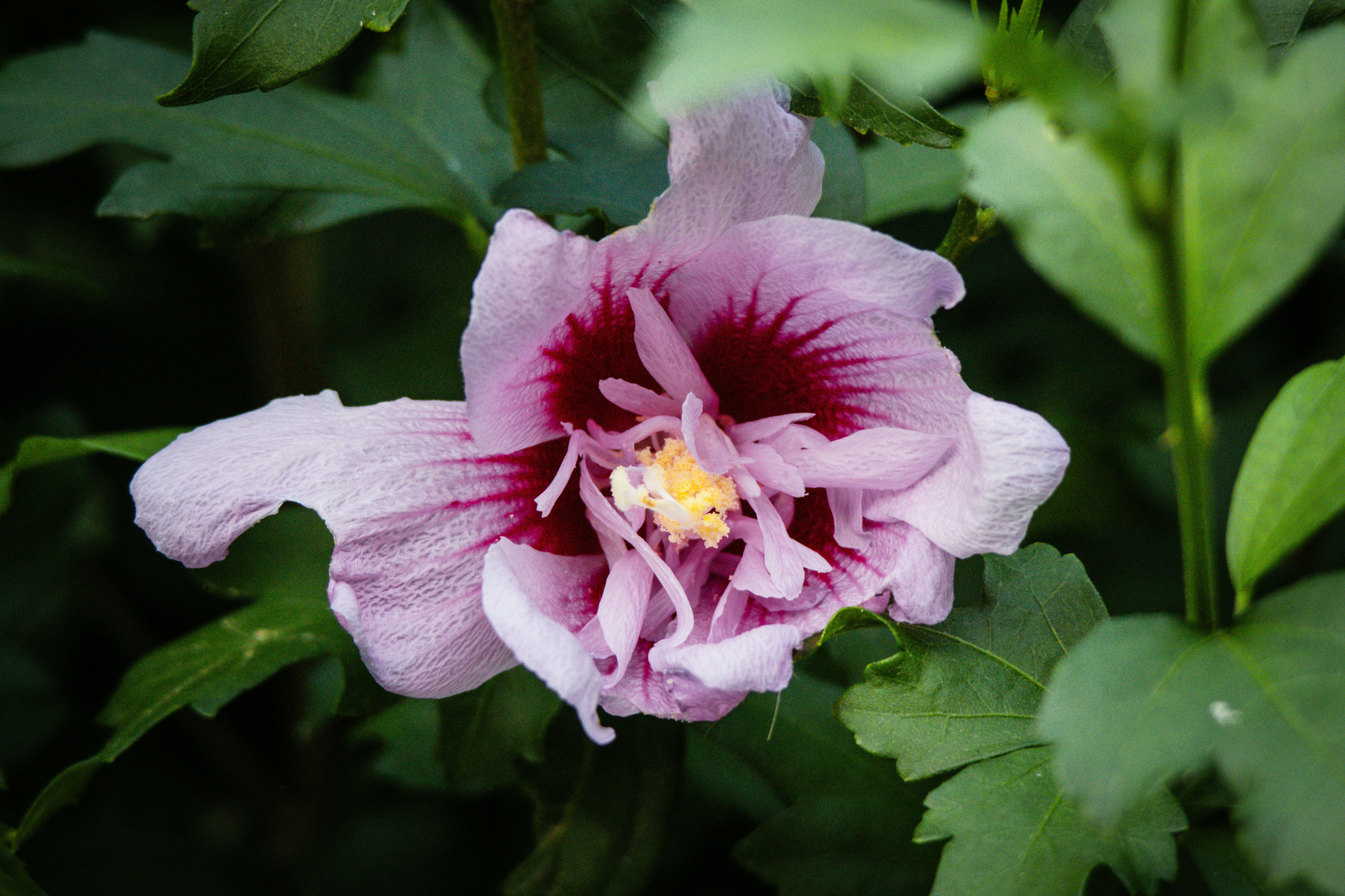 Photo by horseratbros