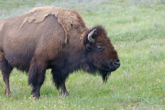 Anchorage - Wood Bison Sanctuary, another wildlifegiant at over 2,000 pounds