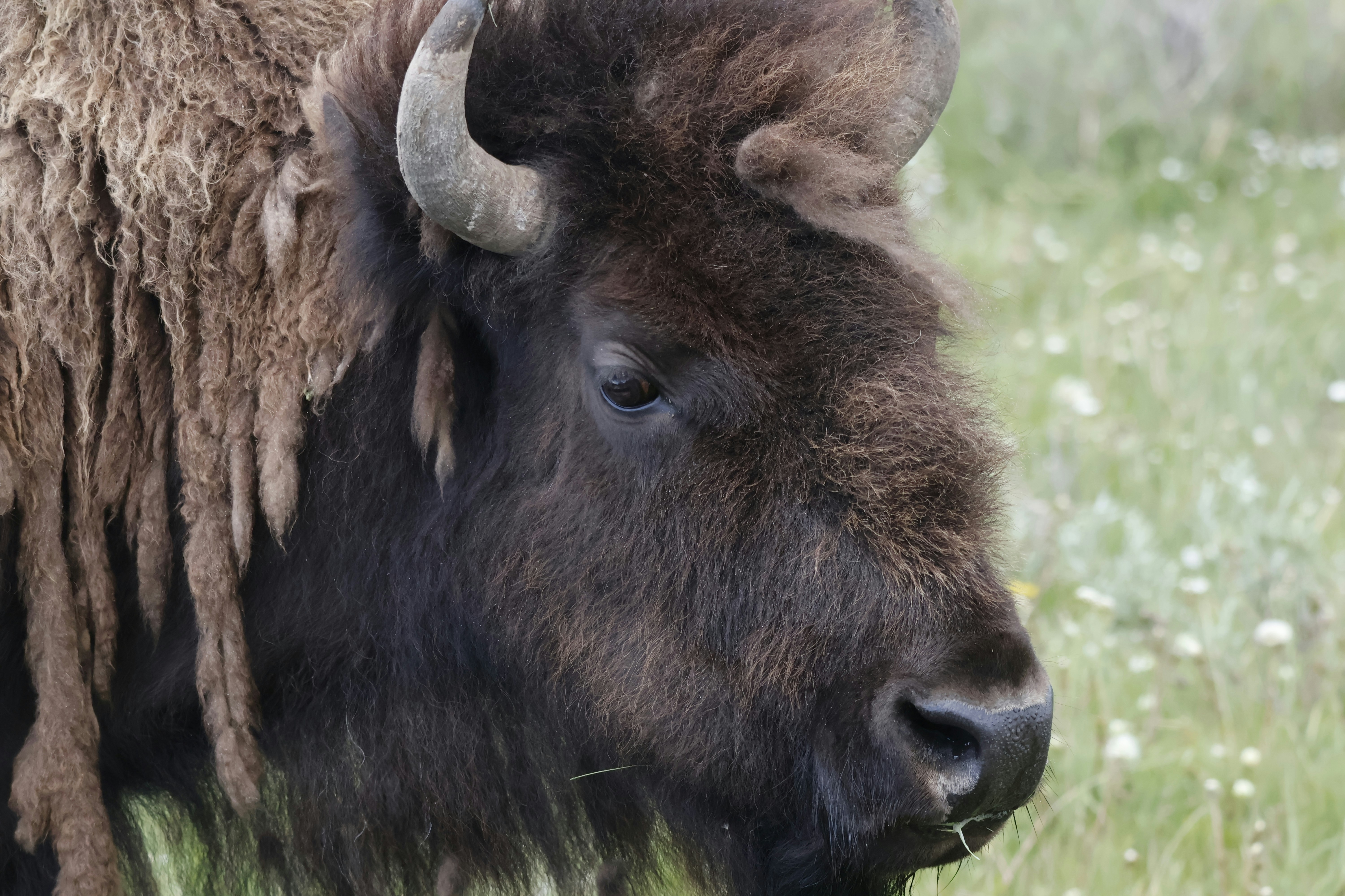 A bison with long hair standing in a field