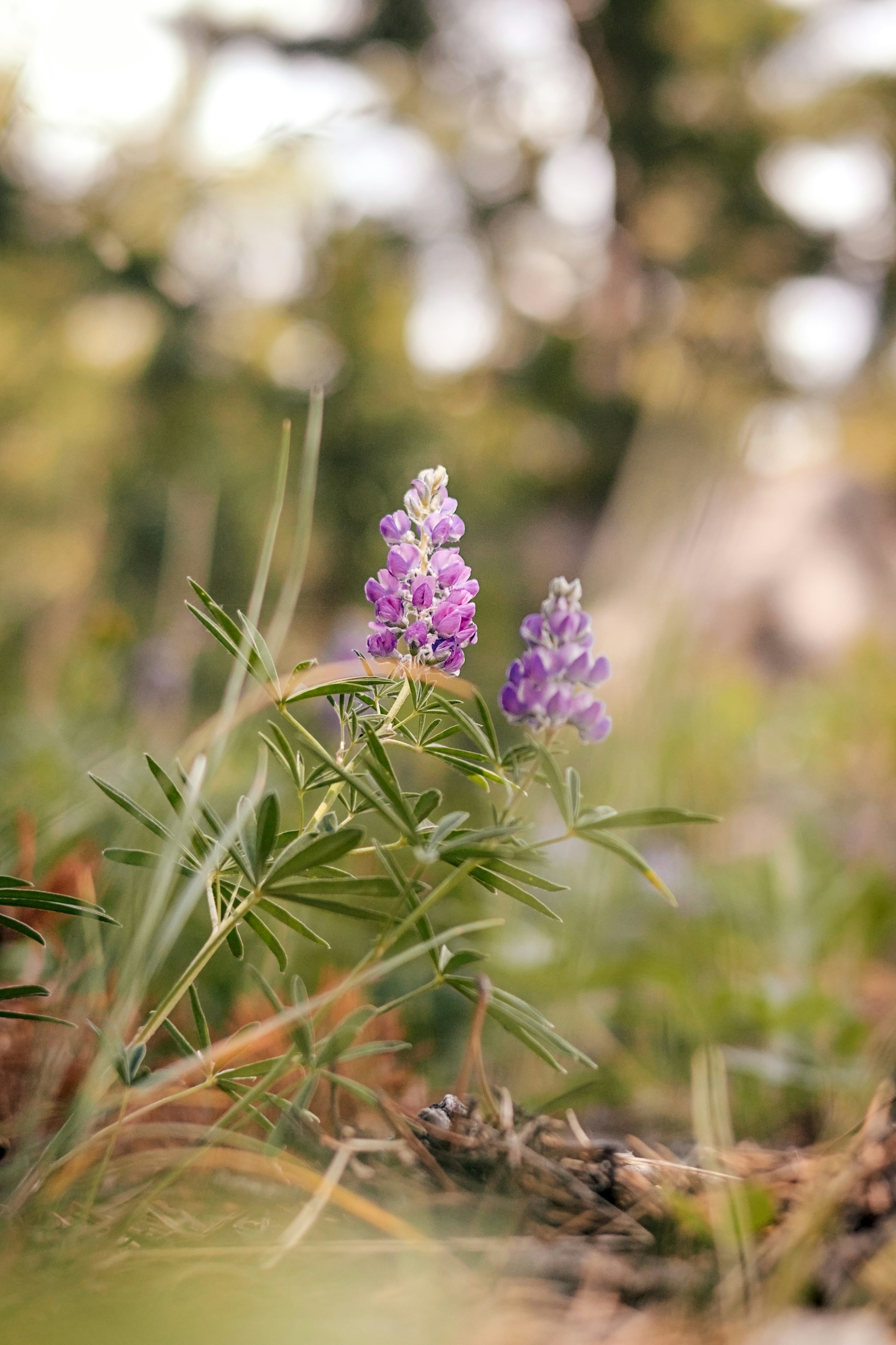 Photo by dcanadianphotographer