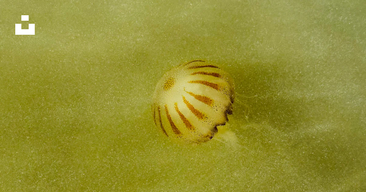 Shell Floating Sea A sea shell floating on top of a green surface photo – Free ...