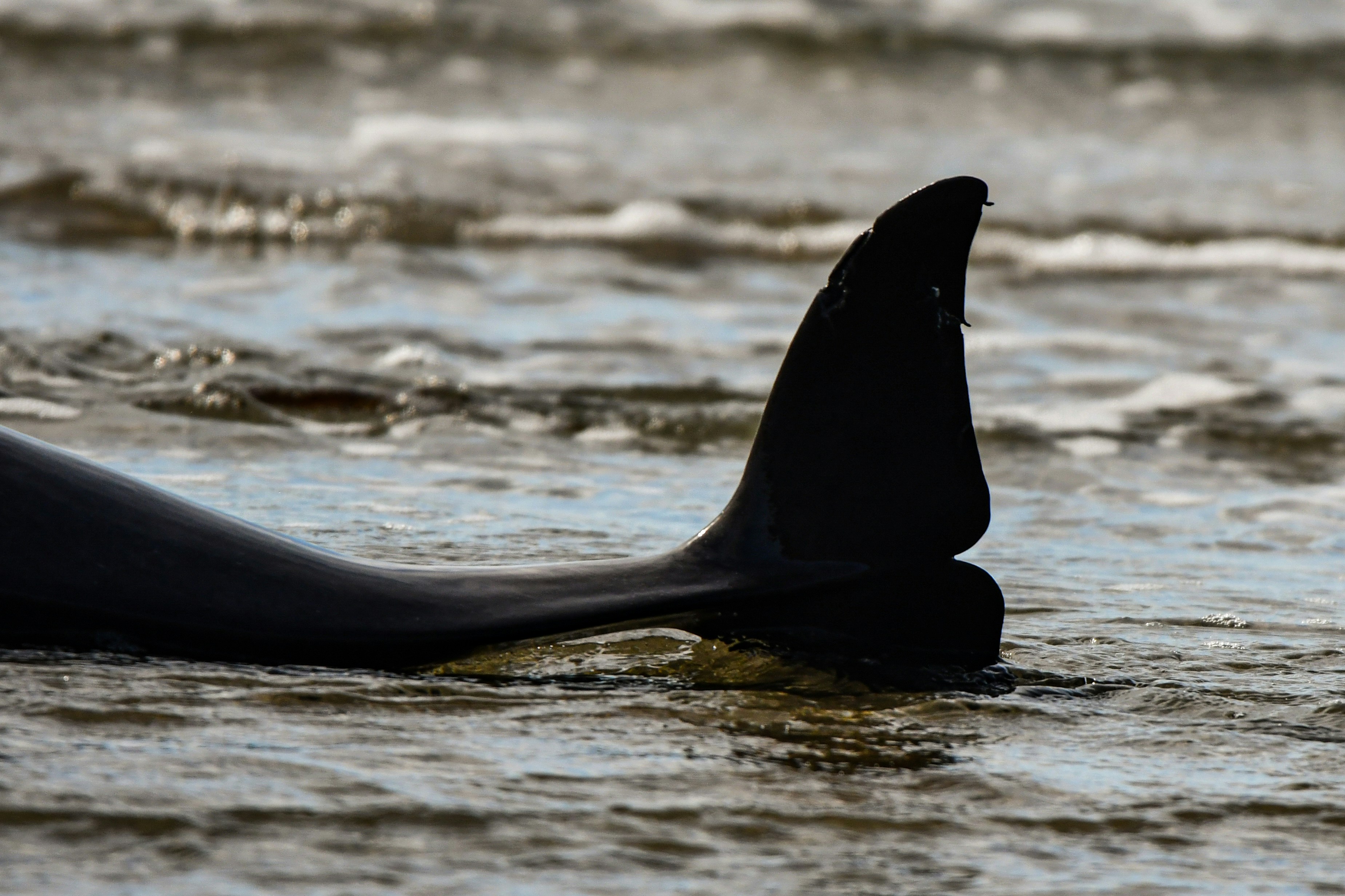 A shark fin sticking out of the water