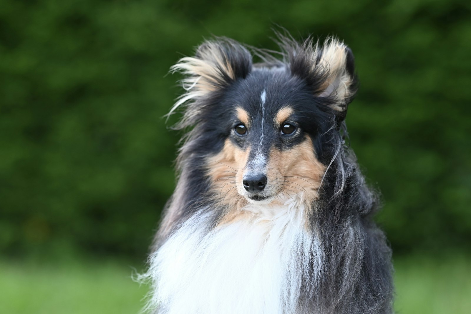 Spa Day at Home: Grooming a Shetland Sheepdog Yourself