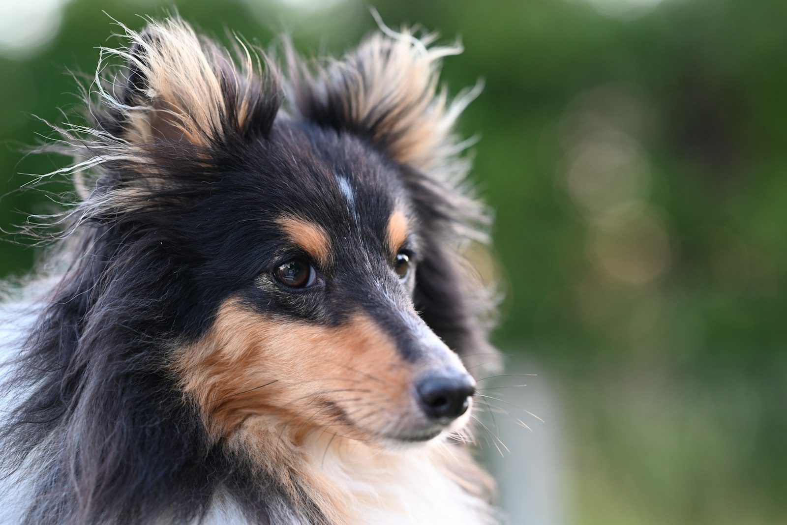 Living with a Shetland Sheepdog in an Apartment