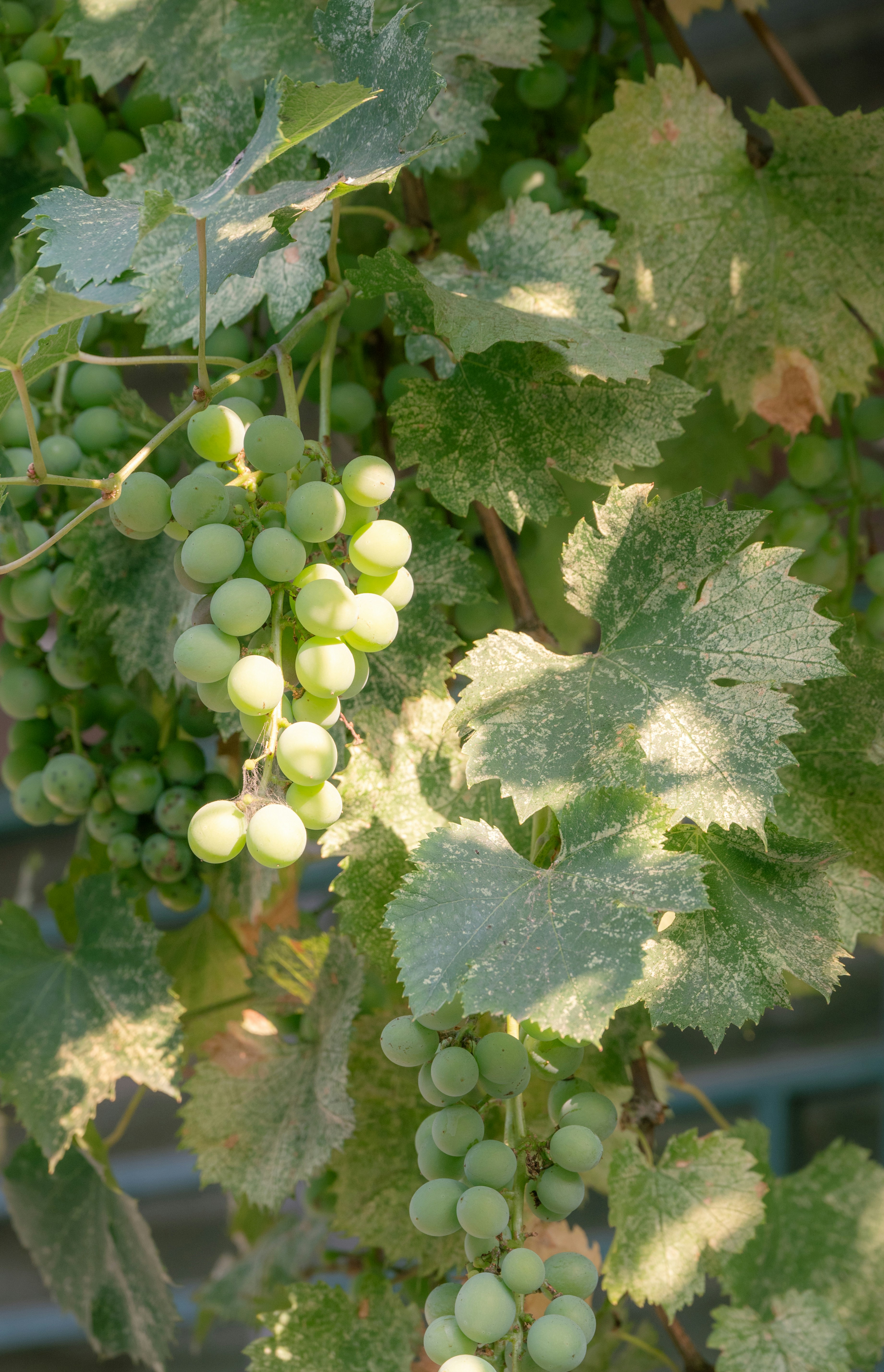 Photo by nikol_royce