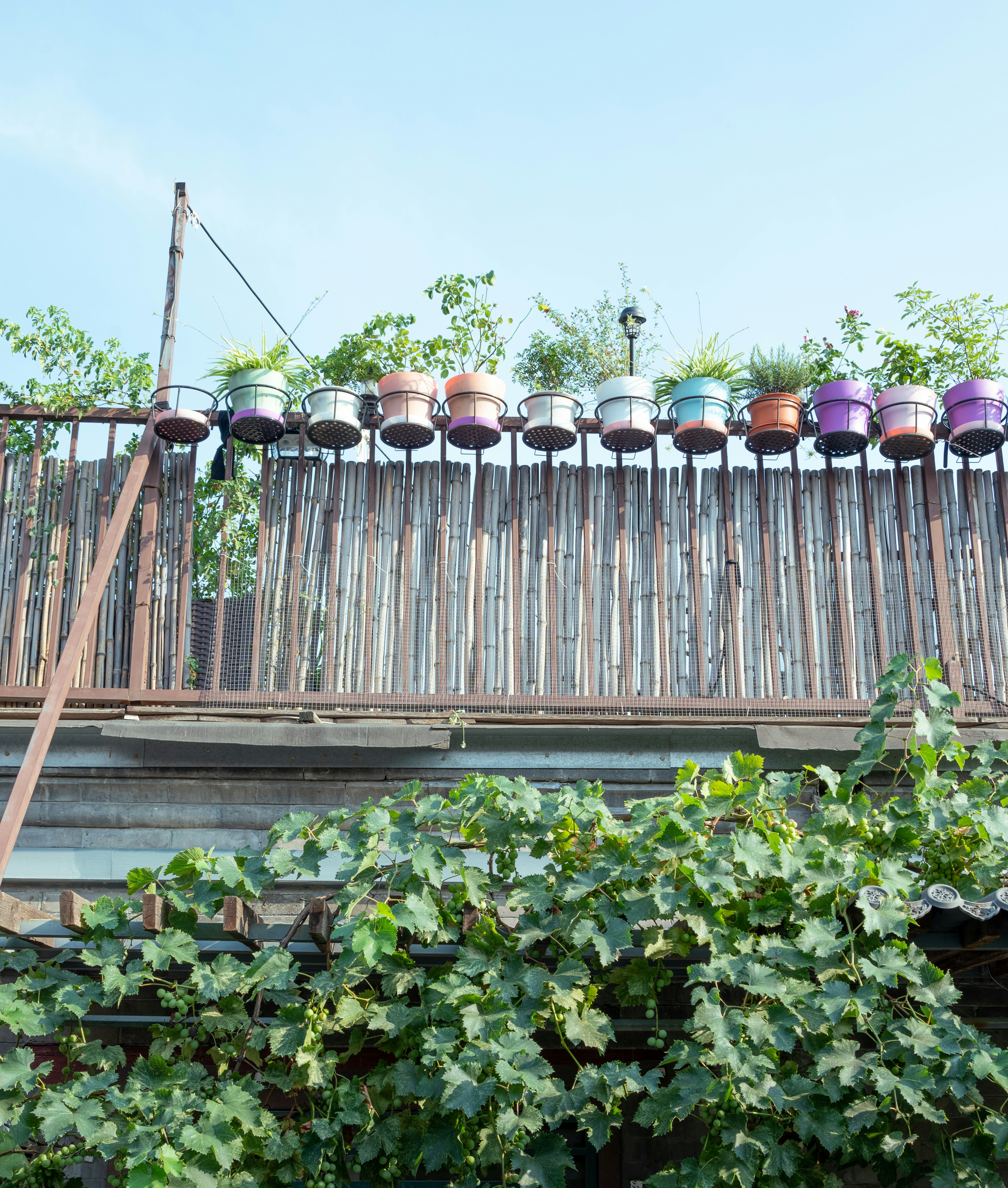A bunch of potted plants sitting on top of a roof