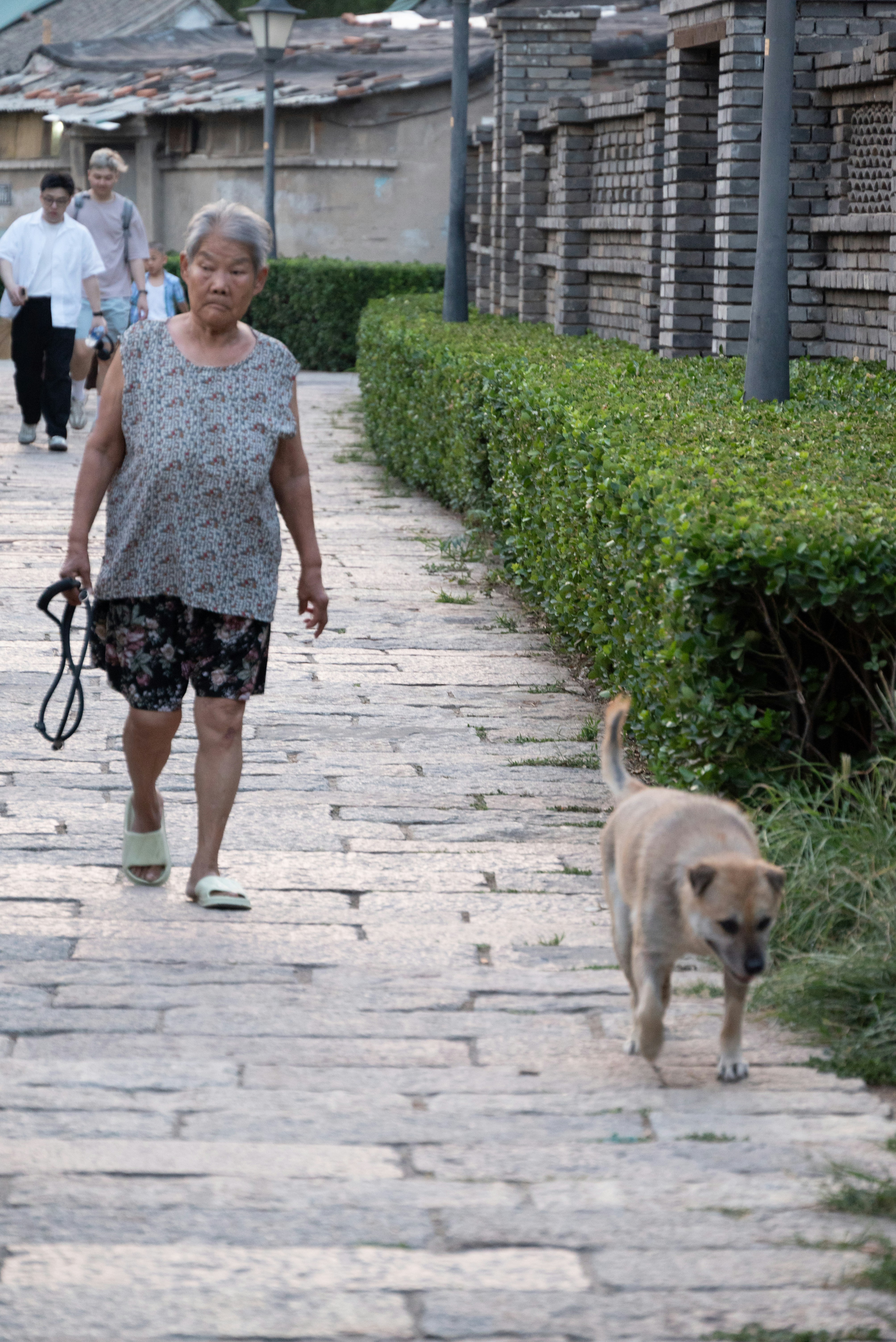 A woman walking a dog down a sidewalk