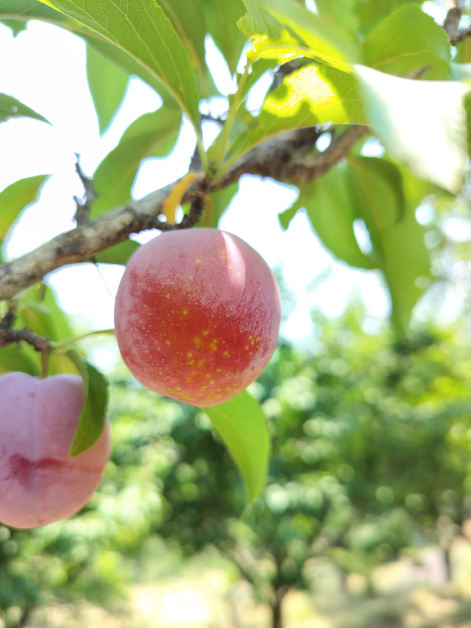 A single red apple hanging among leaves